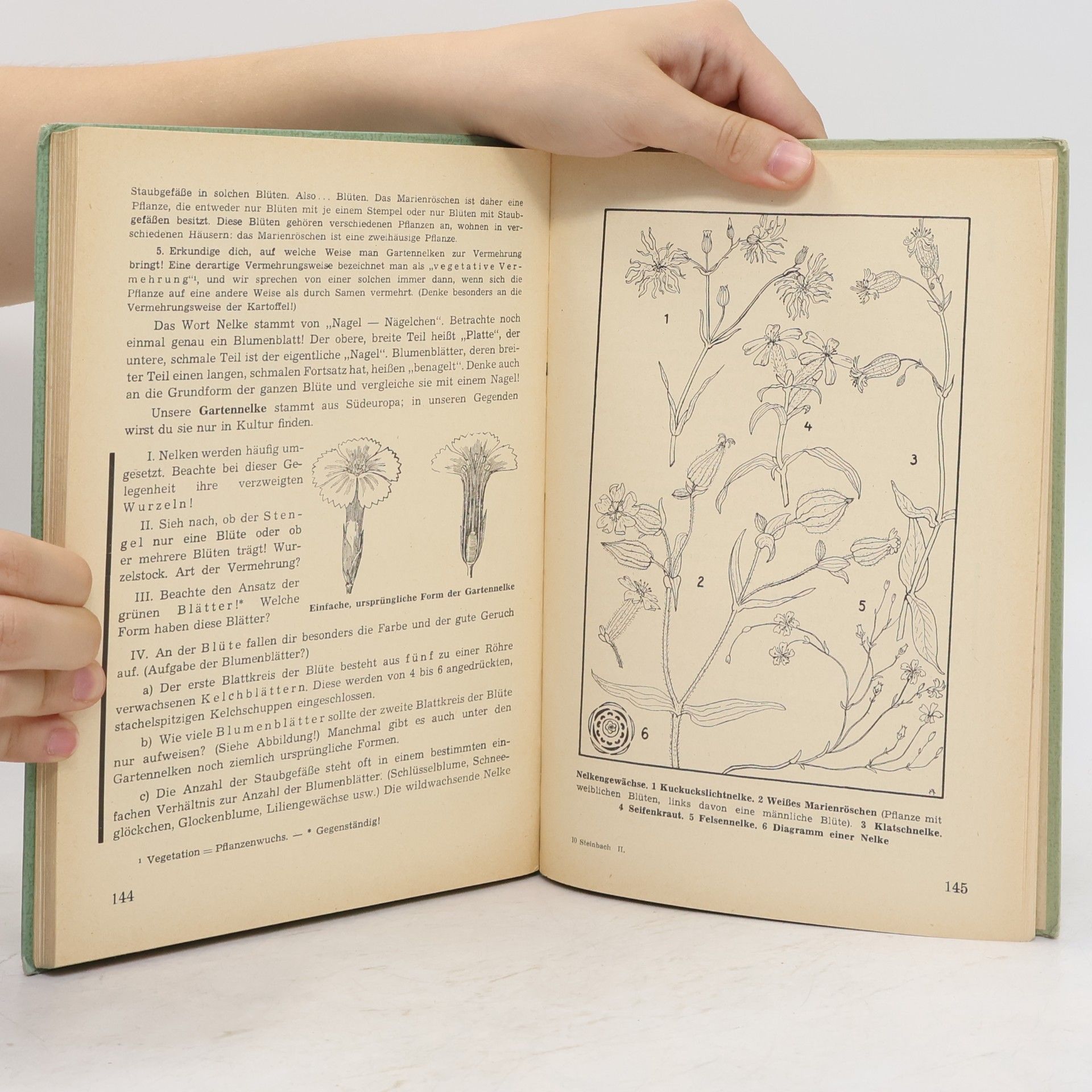 Hans Steinbach Lehrbuch der Naturgeschichte II.