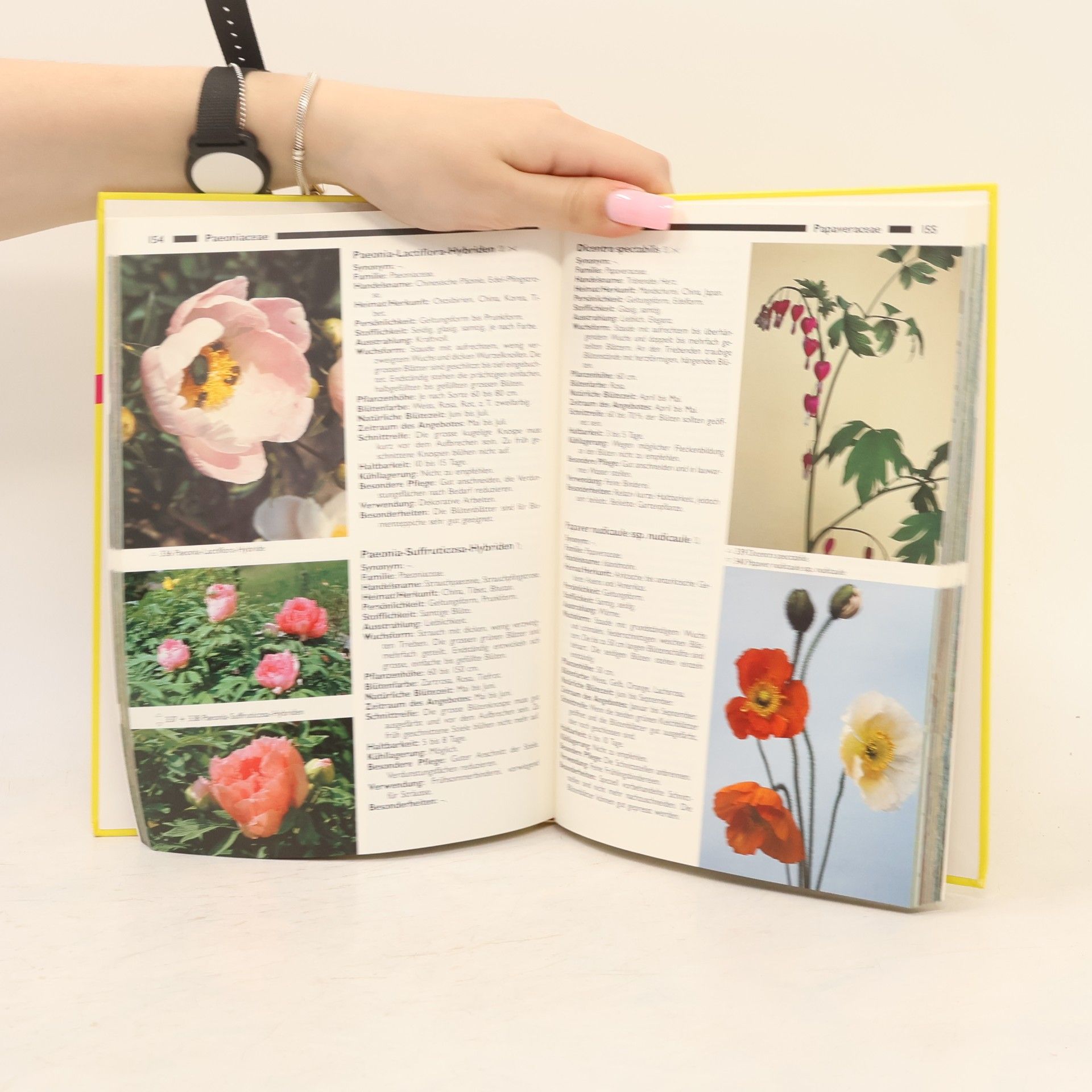Moritz Bürki Schnittblumen, Schnittgrün und Fruchtzweige
