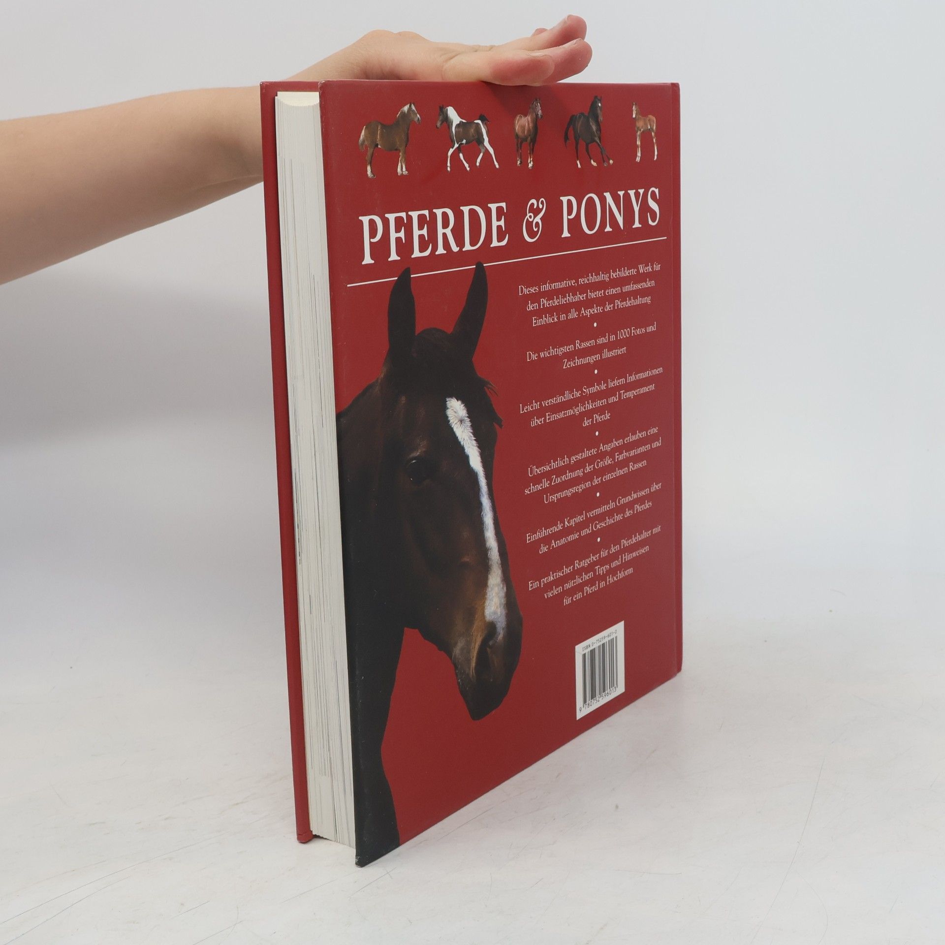 Tam Pickeral Pferde & Ponys