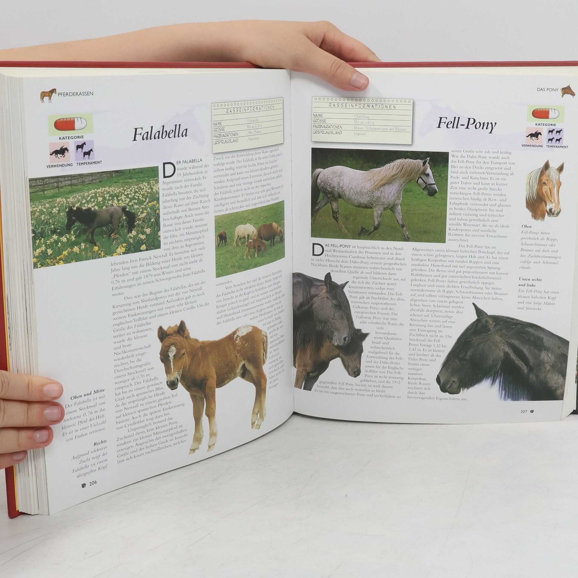 Tam Pickeral Pferde & Ponys