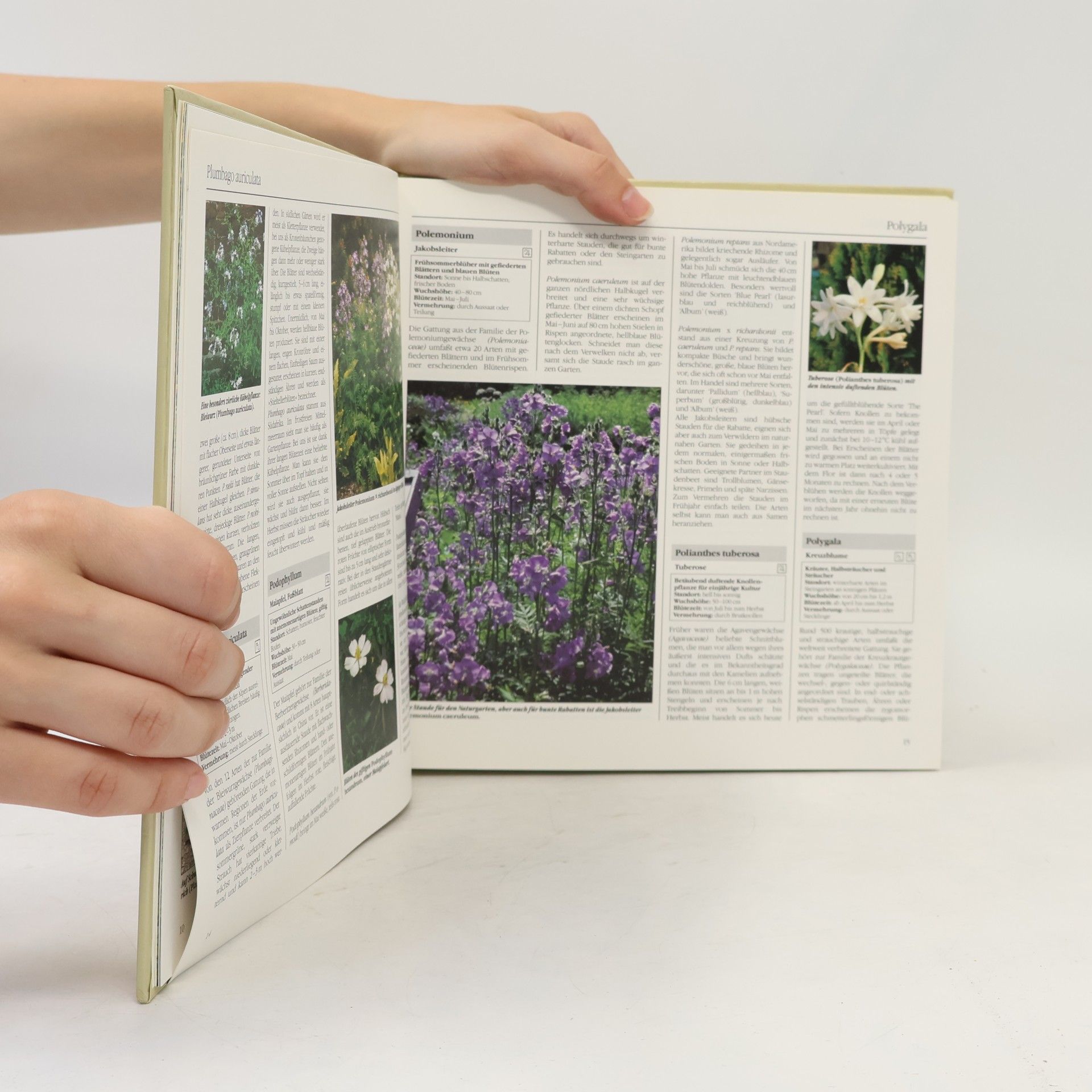 Autorenkollektiv Bertelsmann Gartenlexikon 7 - Garten- und Zimmerpflanzen Pi-Sa