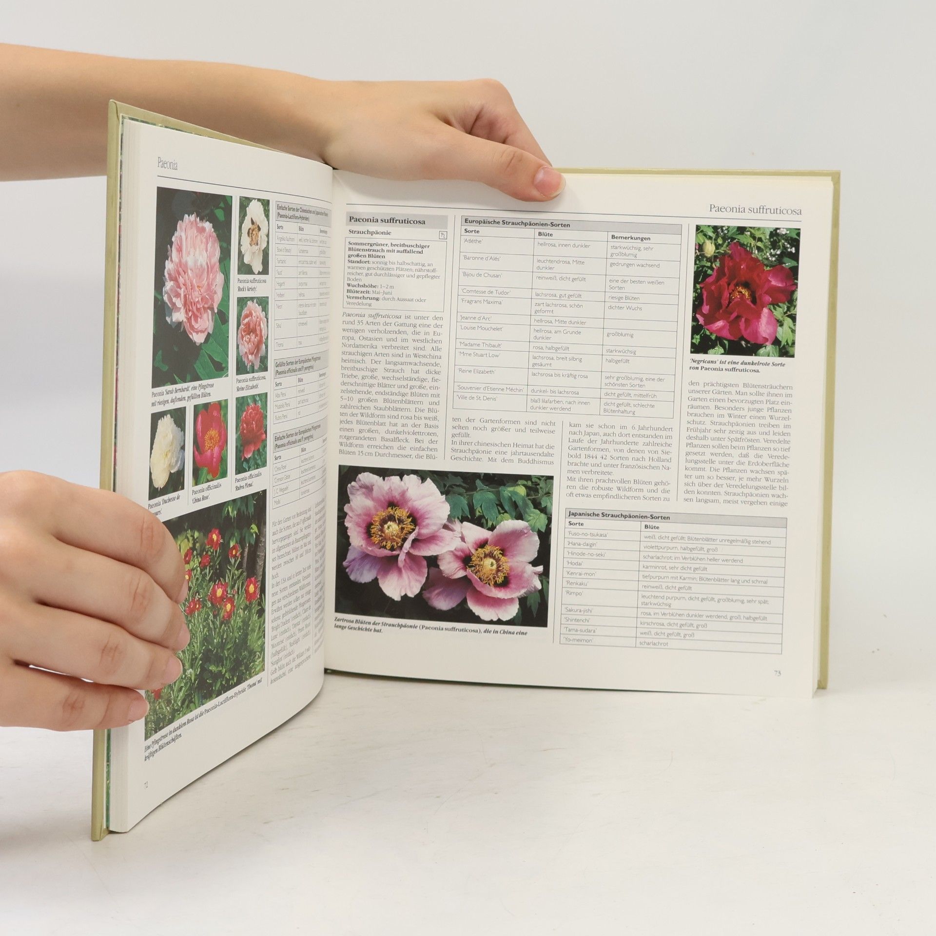 Autorenkollektiv Bertelsmann Gartenlexikon 6