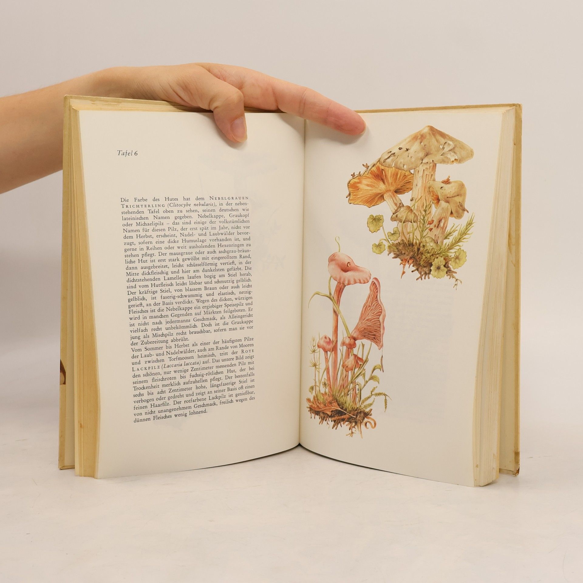Fritz-Martin Engel Das große Buch der Pilze