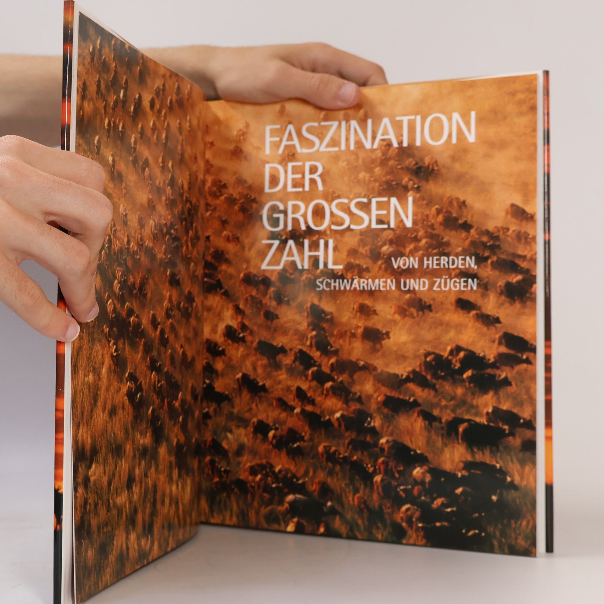 Autorenkollektiv Faszination der großen Zahl: Von Herden, Schwärmen und Zügen