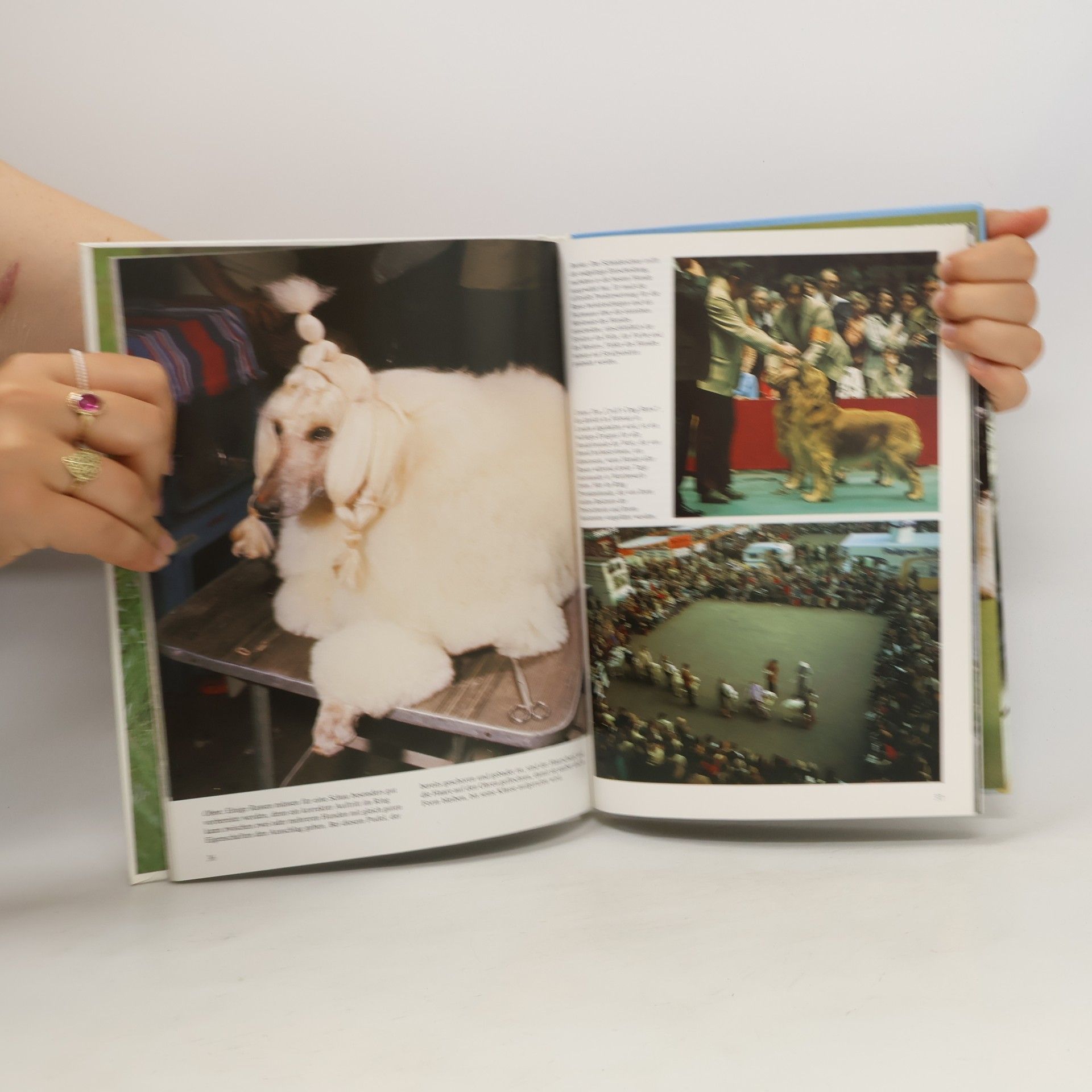 Angela Sayer Hunde
