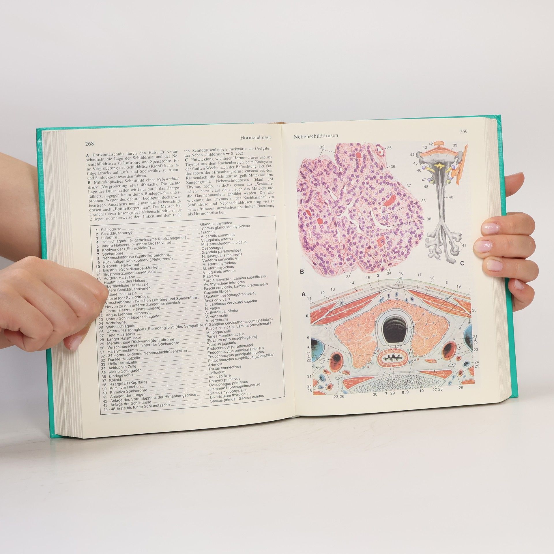 Herbert Lippert Anatomie