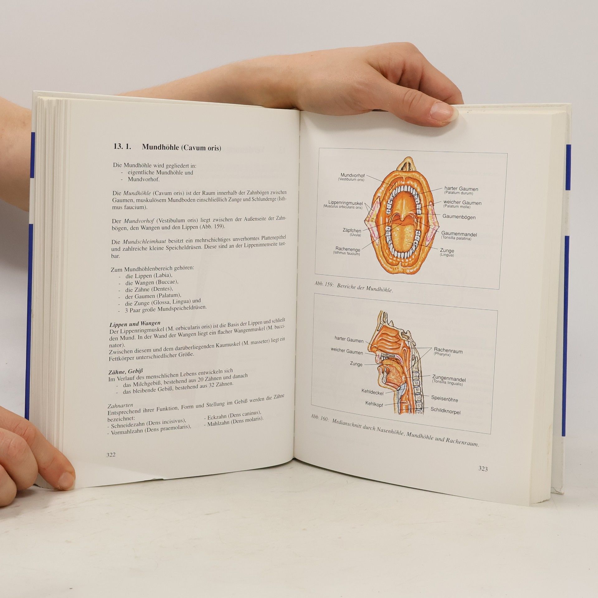 Martin Trebsdorf Biologie, Anatomie, Physiologie