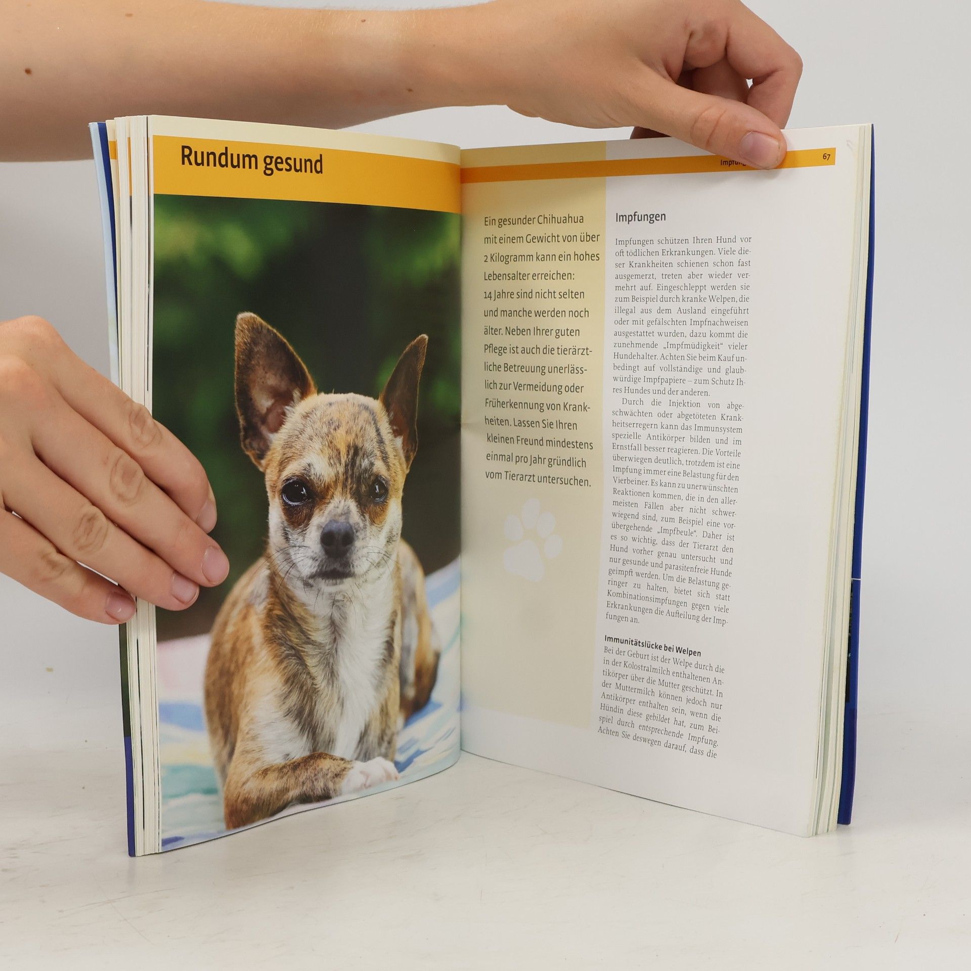Birgit Holler Chihuahua