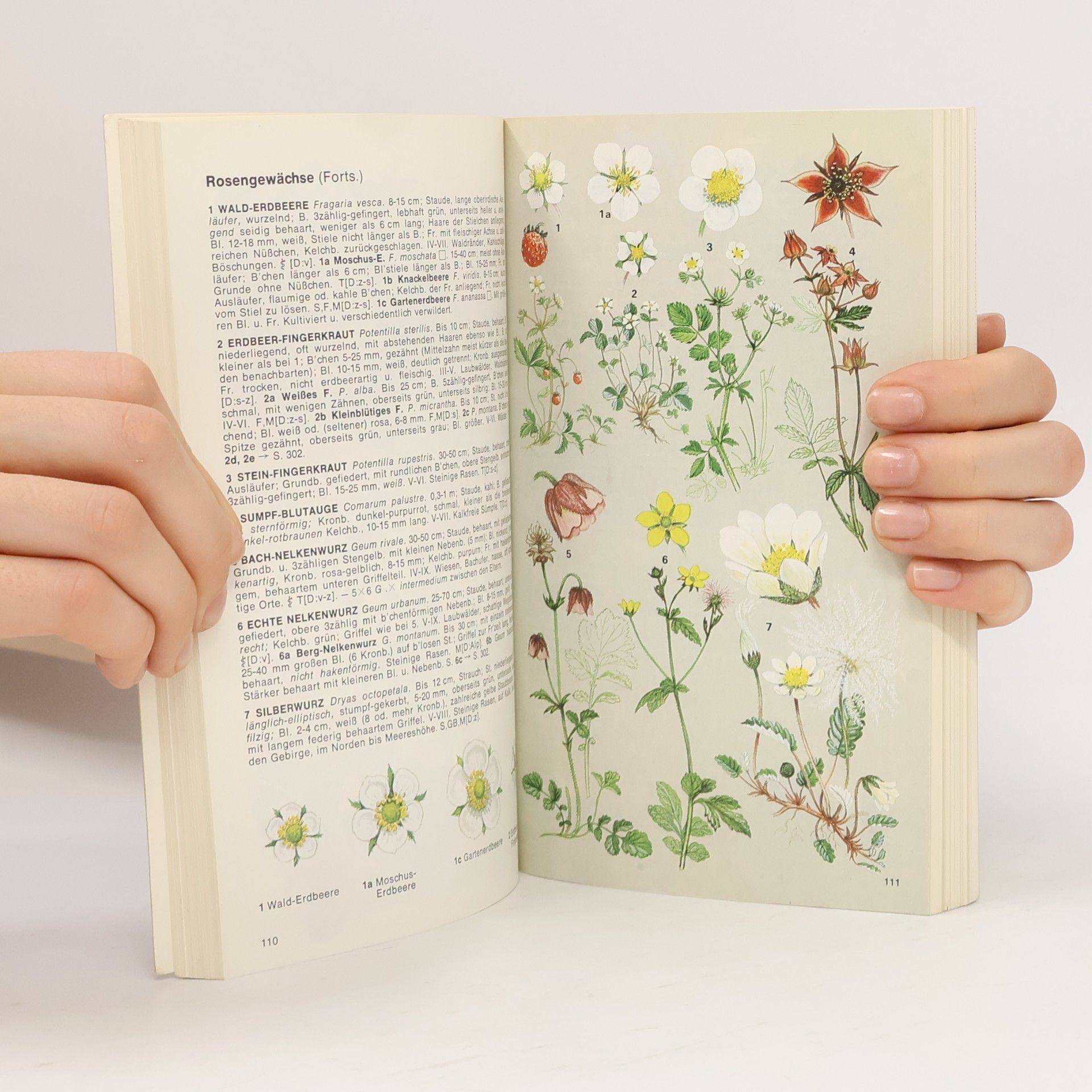 Richard Fitter Pareys Blumenbuch