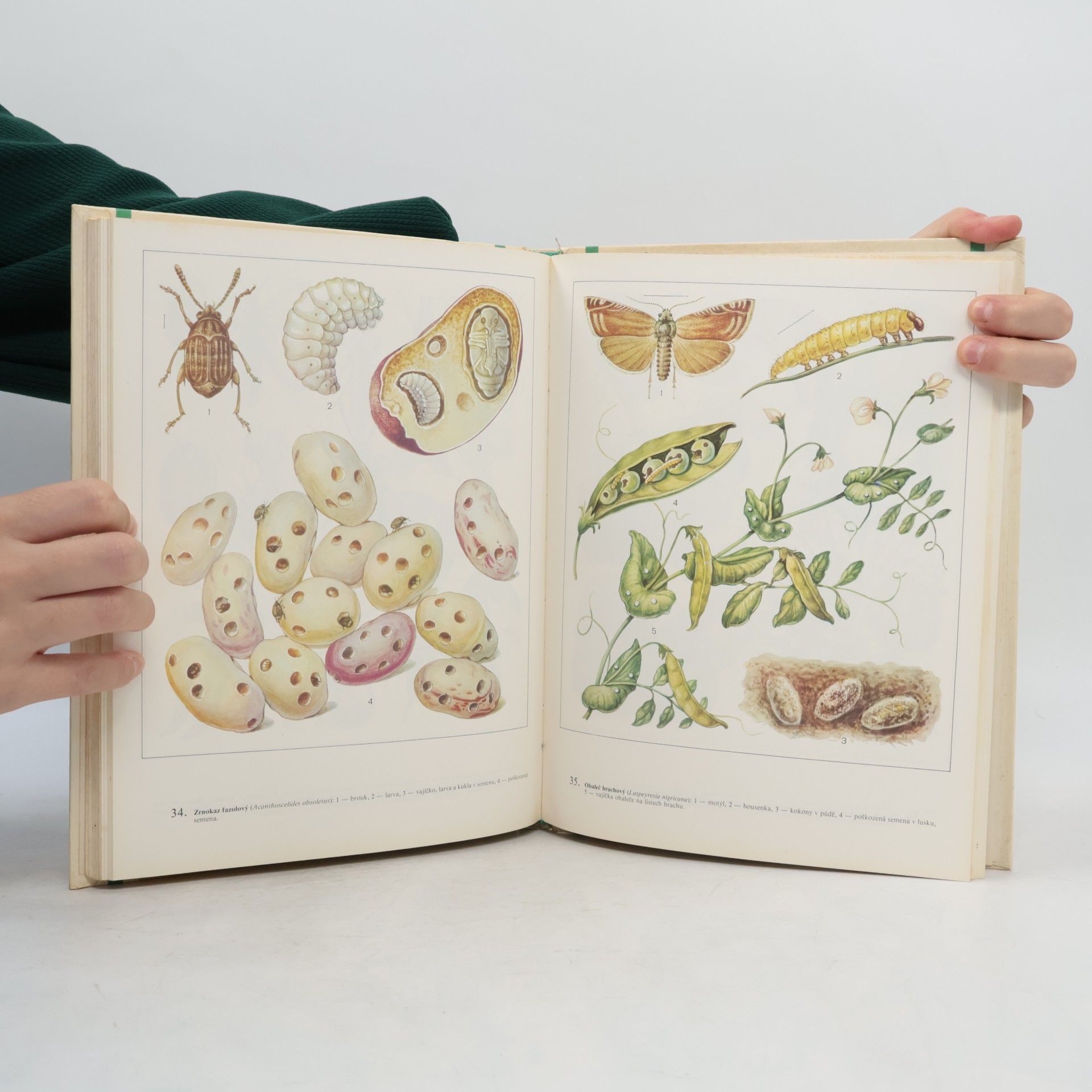 Autorenkollektiv Atlas škůdců a chorob zeleniny a bramboru
