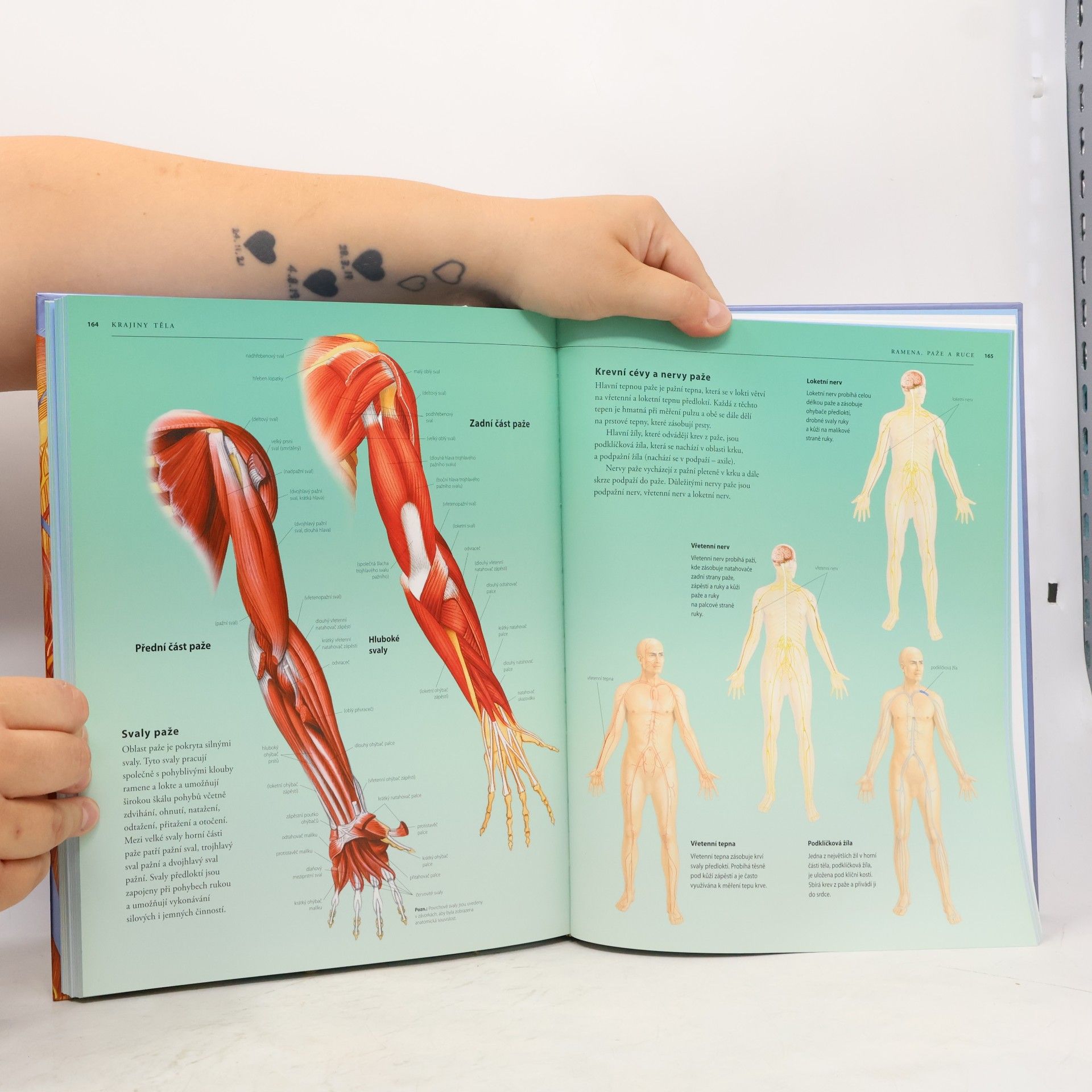 Kolektiv autorů Lidské tělo : atlas