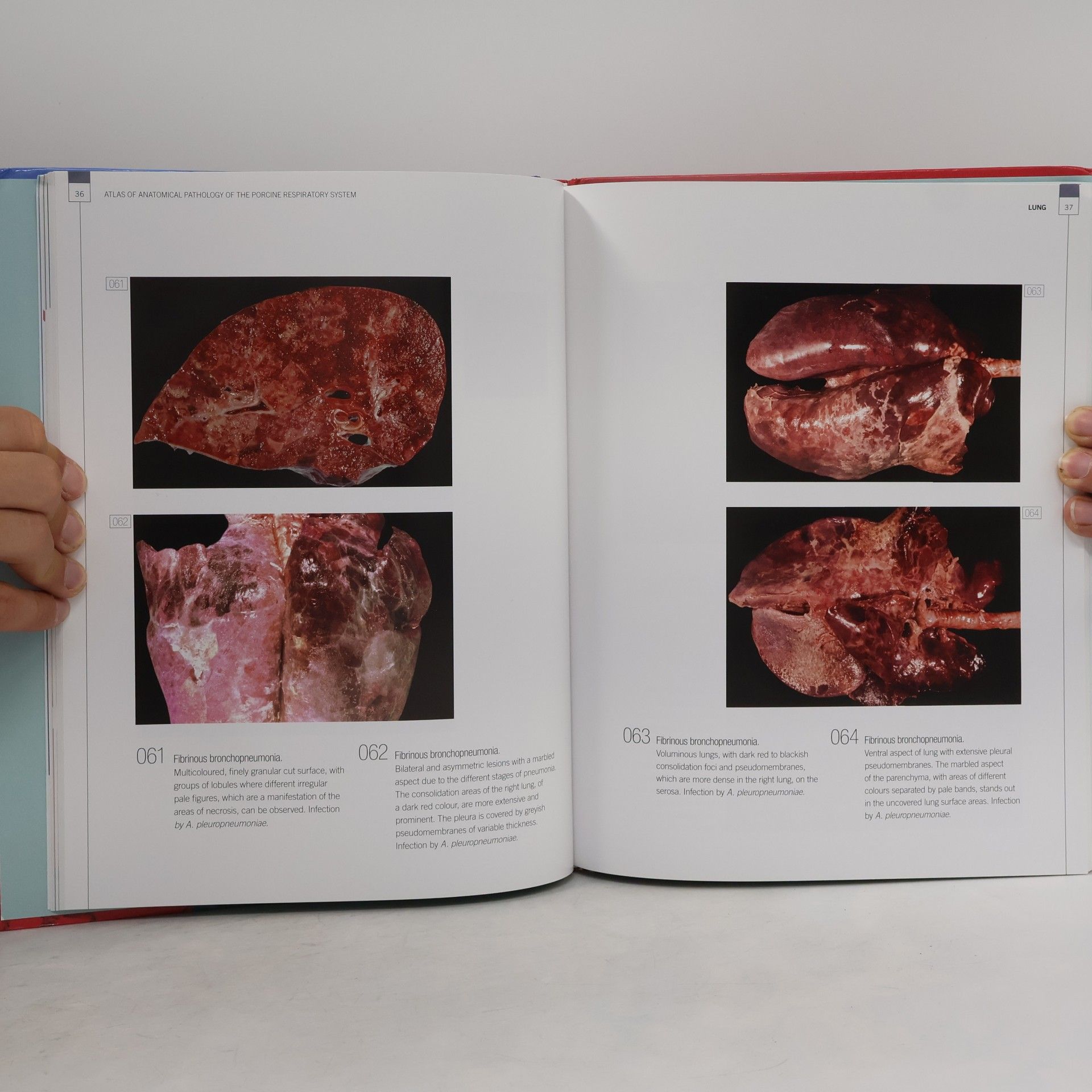 Serafín Gómez Cabrera Atlas of Anatomical Pathology of the Porcine Respiratory System