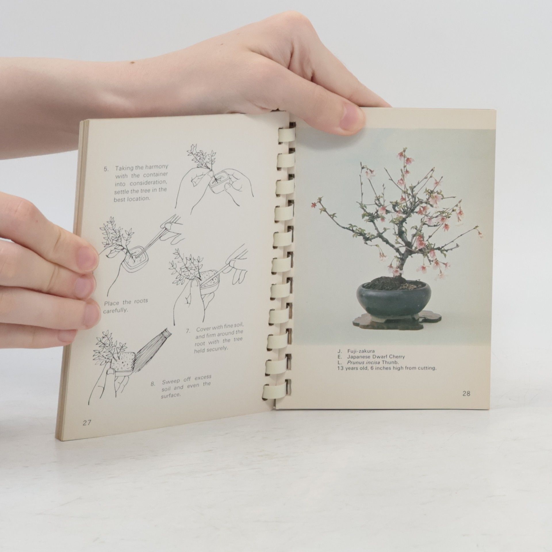 Zekō Nakamura Bonsai Miniatures - Quick and Easy