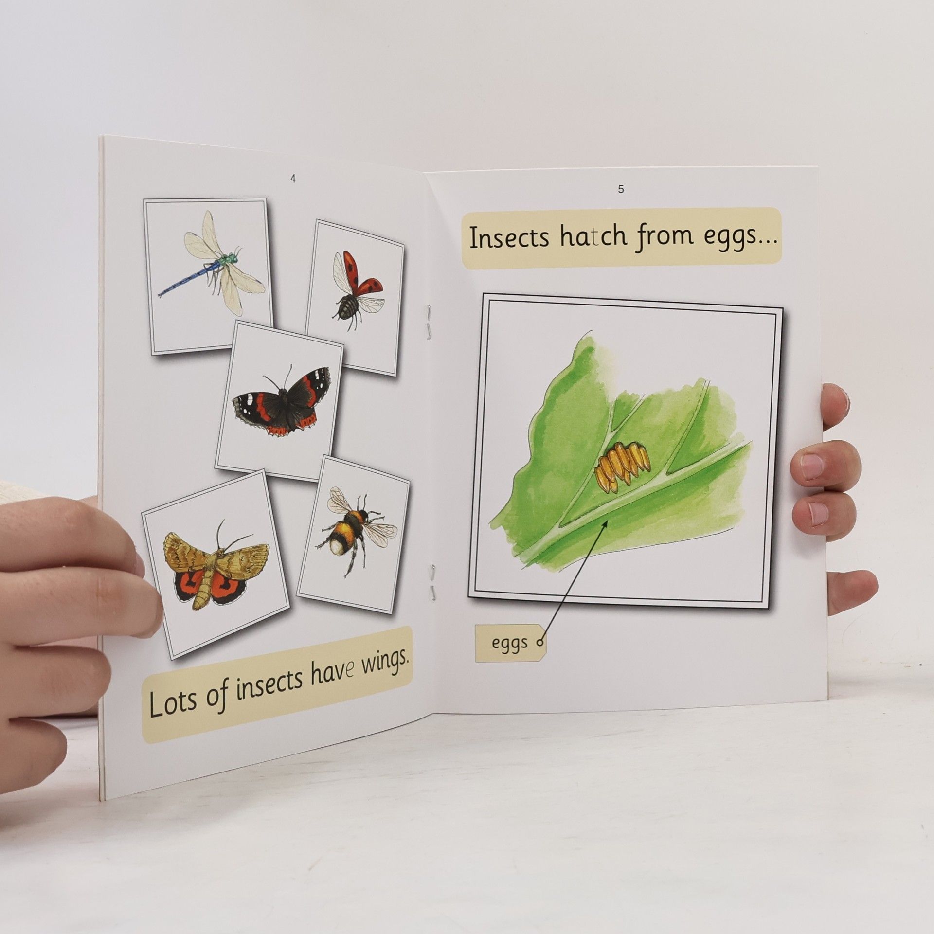 Sara Wernham Jolly Phonics: Insects