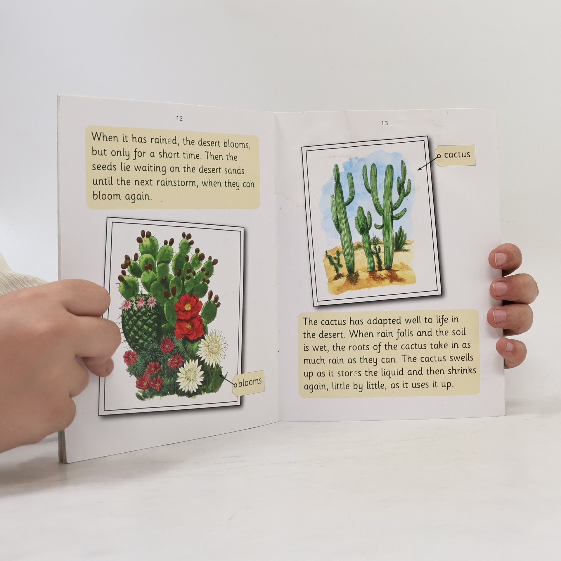 Sara Wernham Jolly Phonics: Deserts