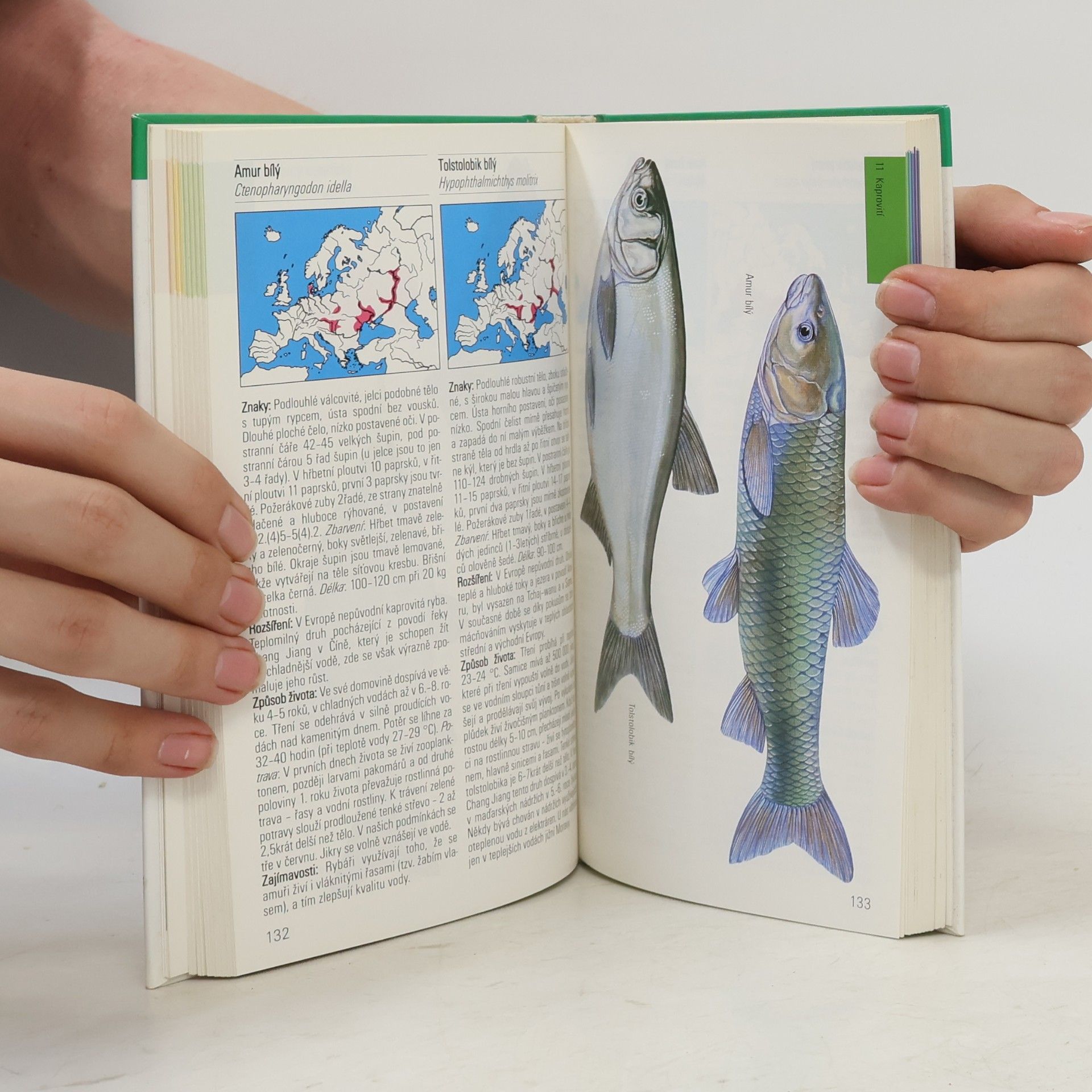 Autorenkollektiv Sladkovodní ryby v evropských vodách