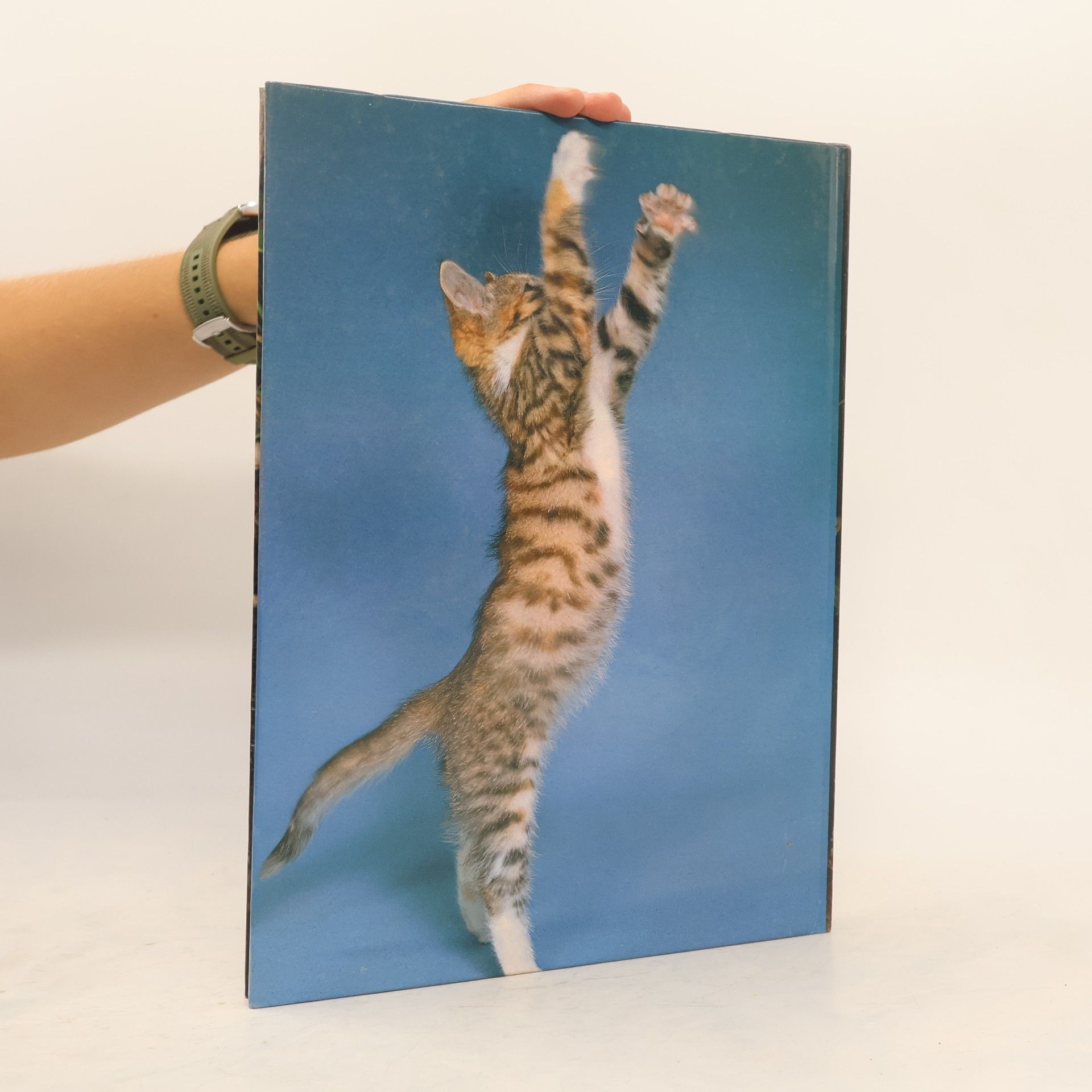 Karsten Diettrich Katzen. Partner des Menschen