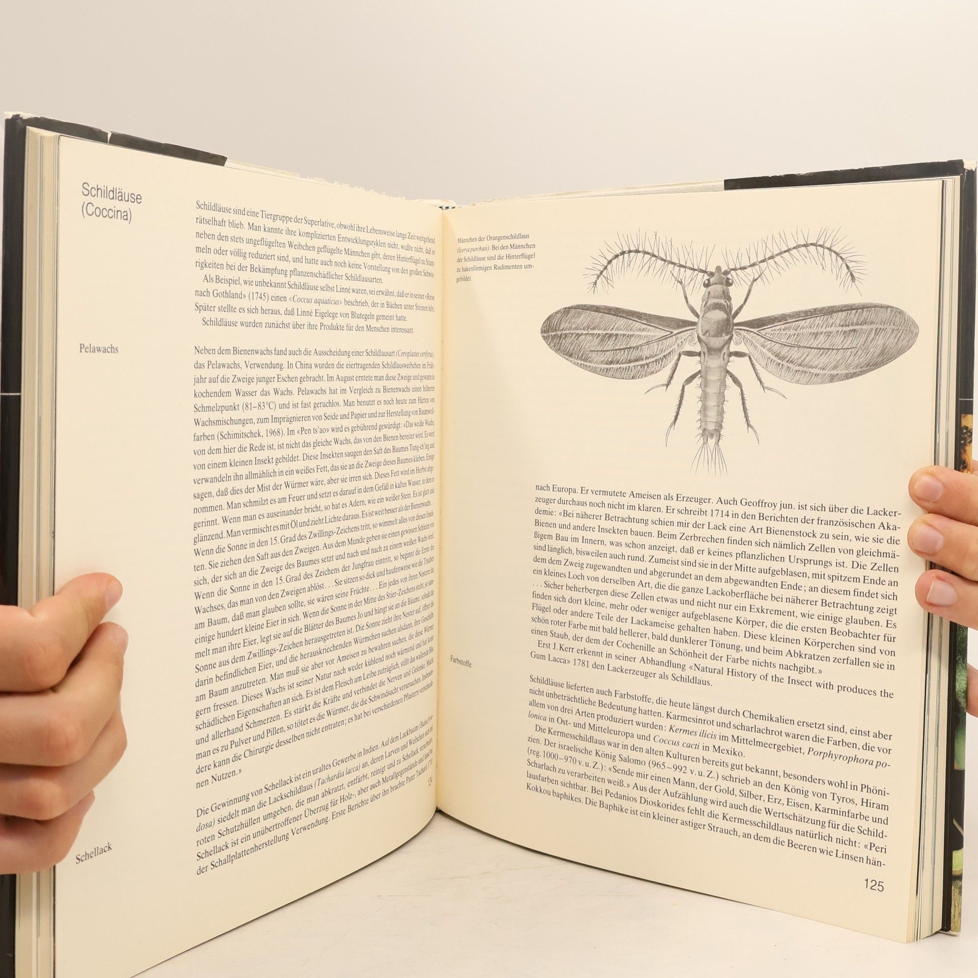 Bernhard Klausnitzer Insekten. Biologie und Kulturgeschichte.