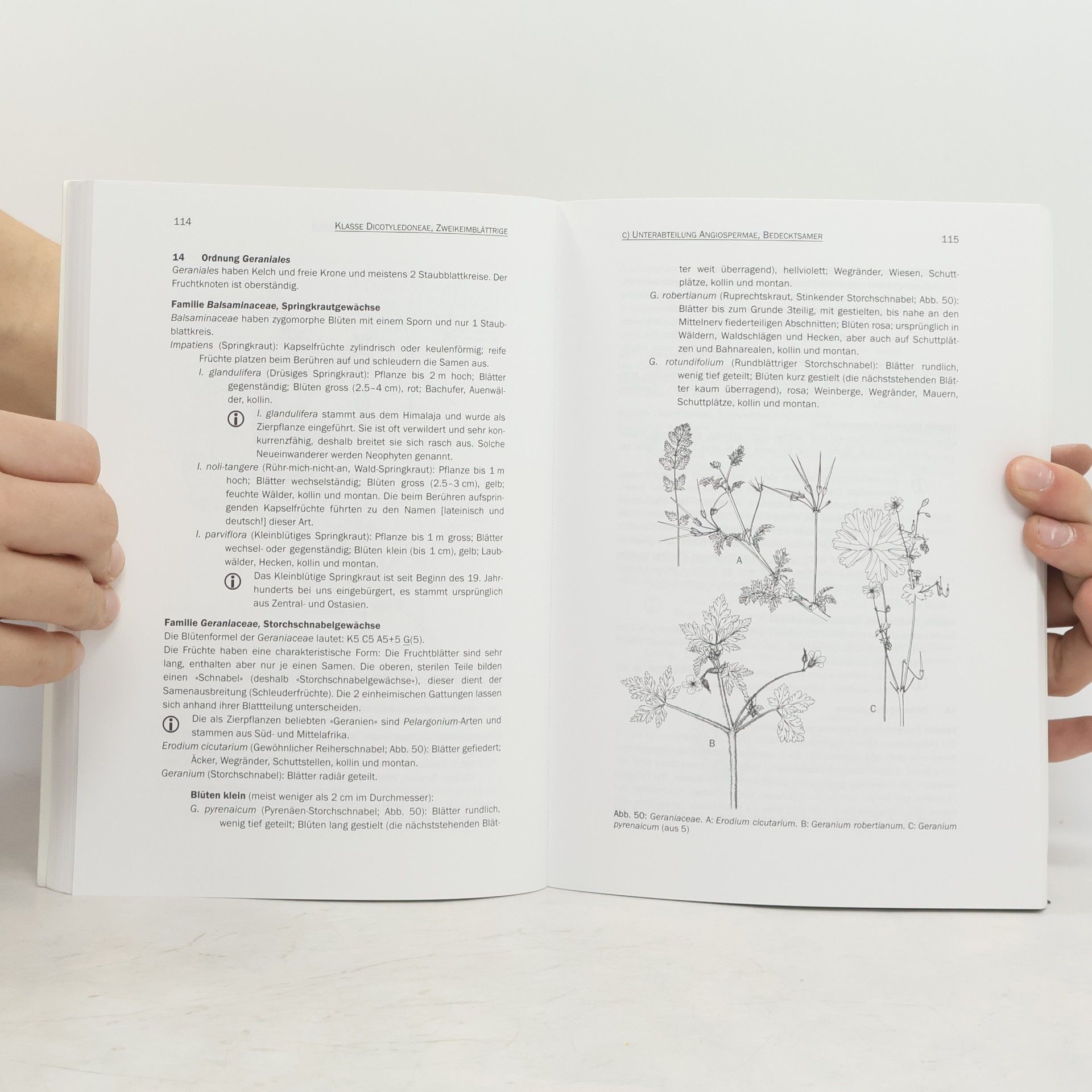 Matthias Baltisberger Systematische Botanik