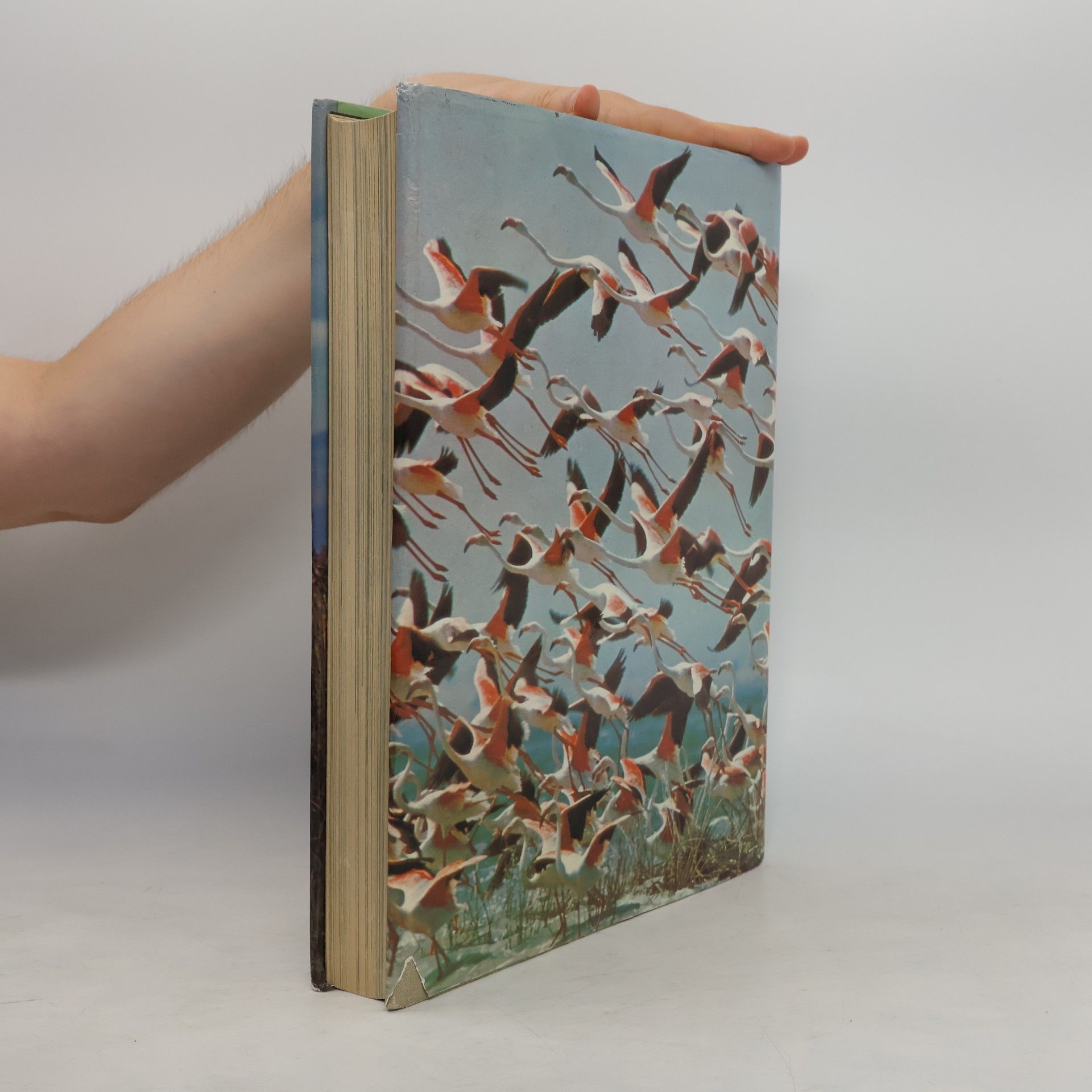 Maurice Burton Encyclopedia of the Animal Kingdom