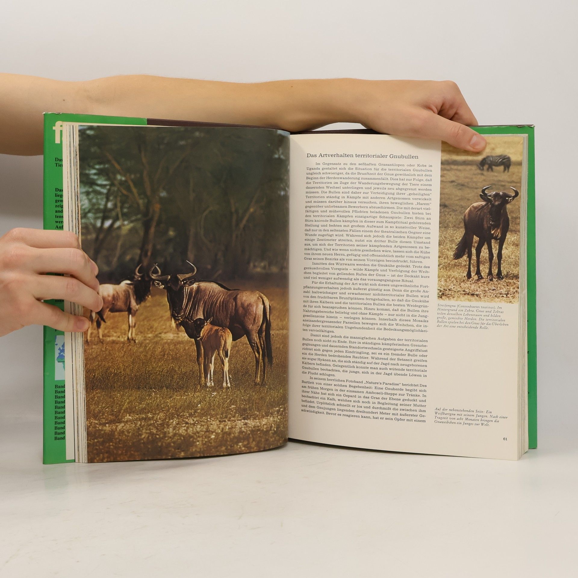 Kolektiv autorů Fauna 1. Afrika