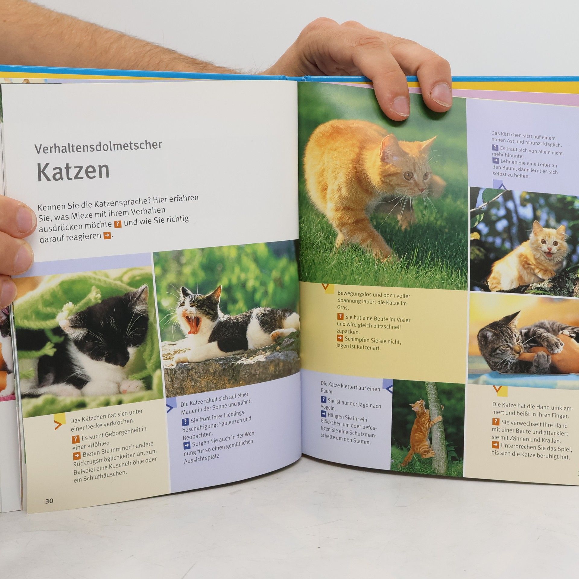 Katrin Behrend Katzen glücklich & gesund