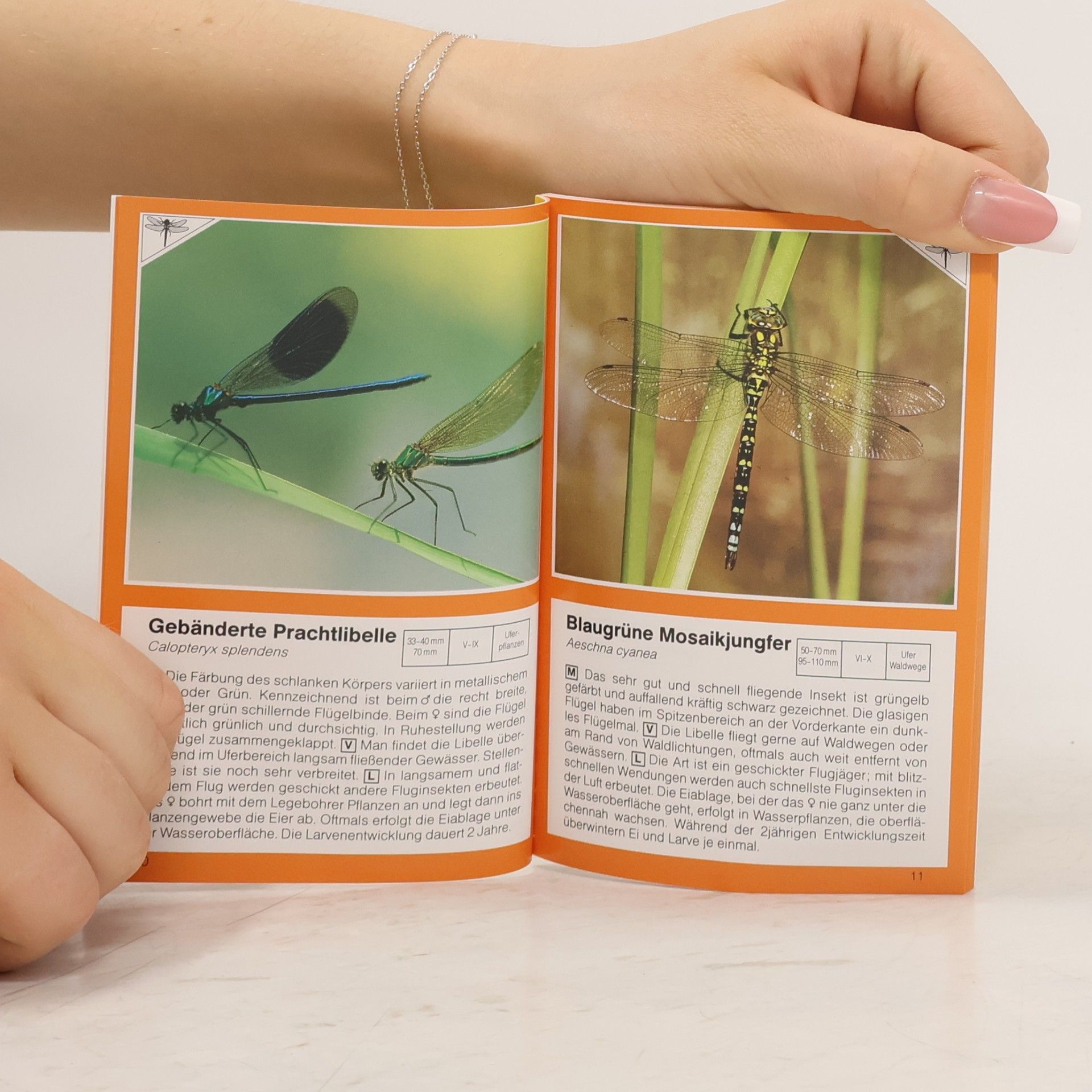 Various authors Insekten