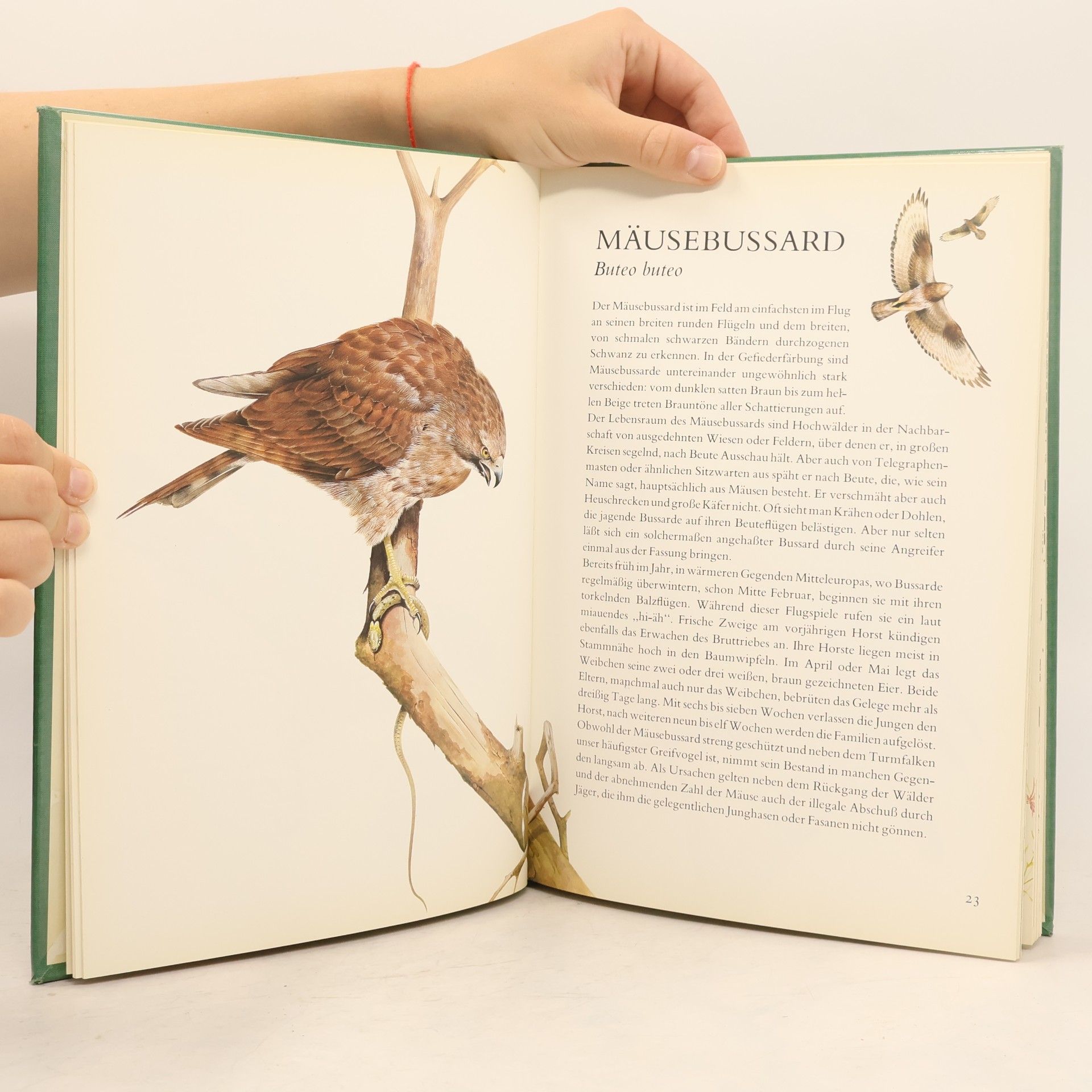 Terence Lambert Unsere schöne Vogelwelt in Garten, Feld und Wald