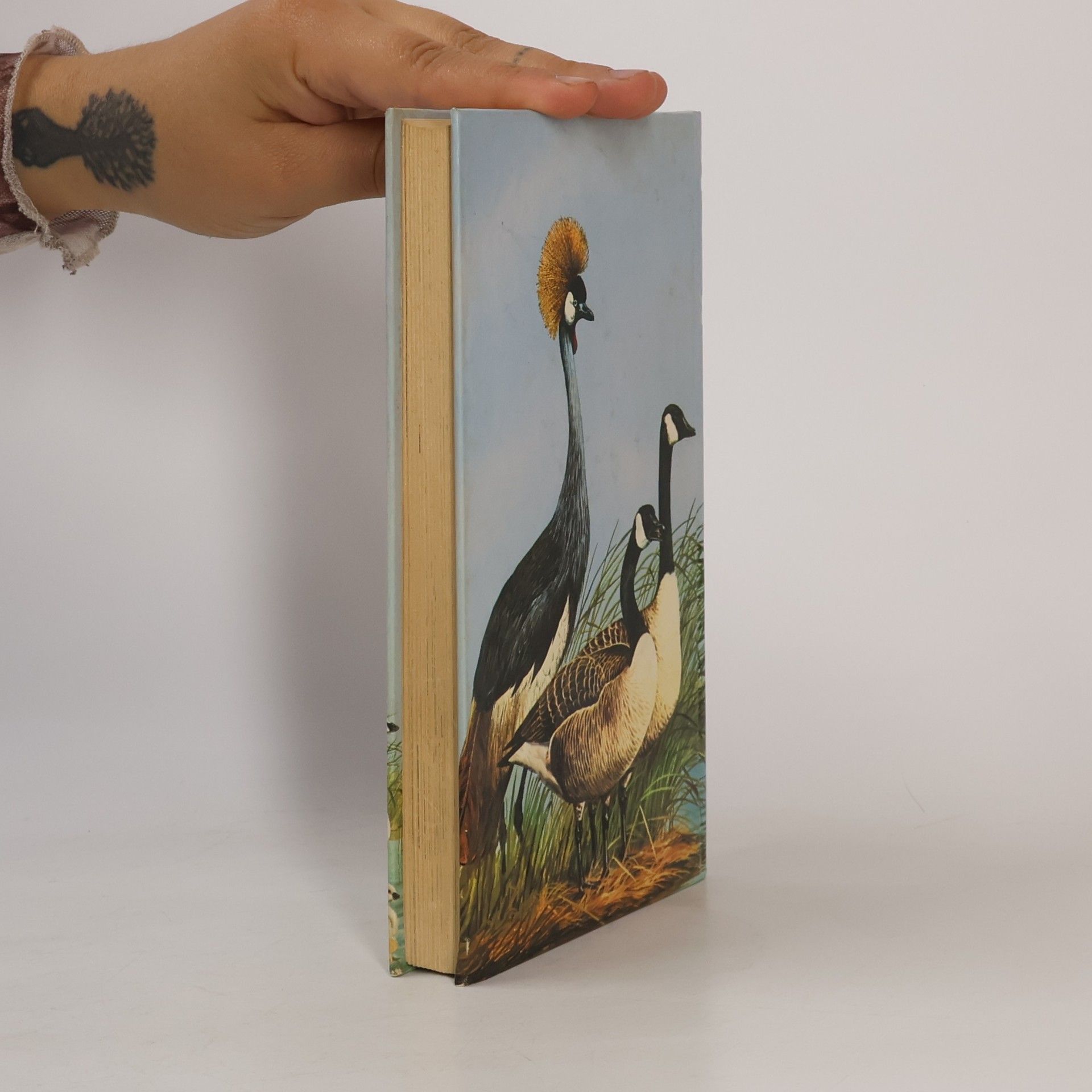 Oliver Luther Austin Knaurs Wasser- und Watvögel der Welt