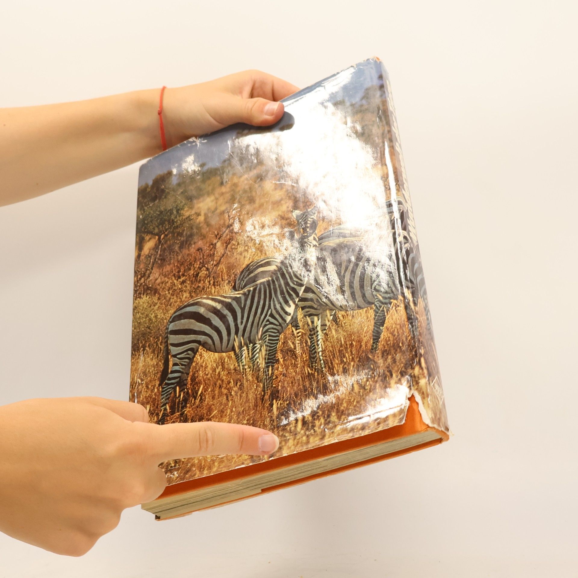 Gunter Steinbach Wunderwelt der Tiere. Geheimnis und Abenteuer
