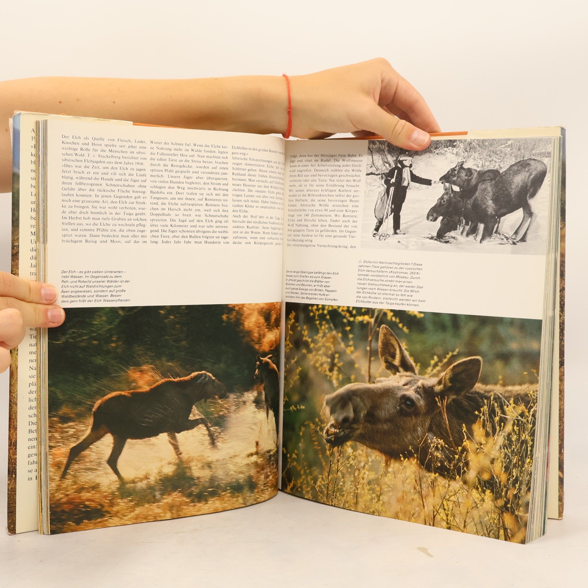Gunter Steinbach Wunderwelt der Tiere. Geheimnis und Abenteuer