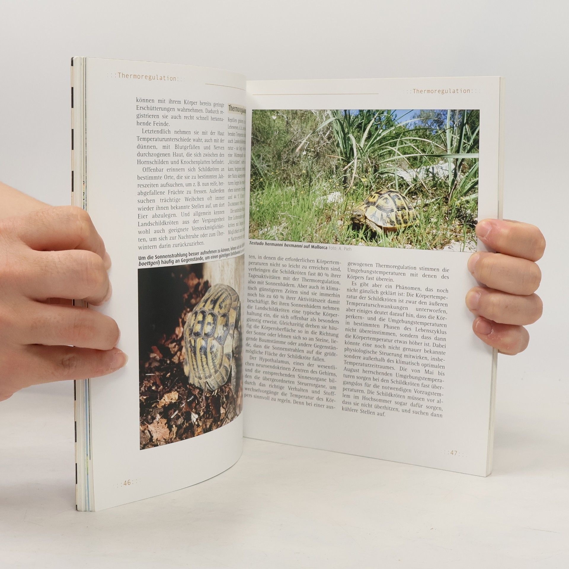 Manfred Rogner Griechische Landschildkröten