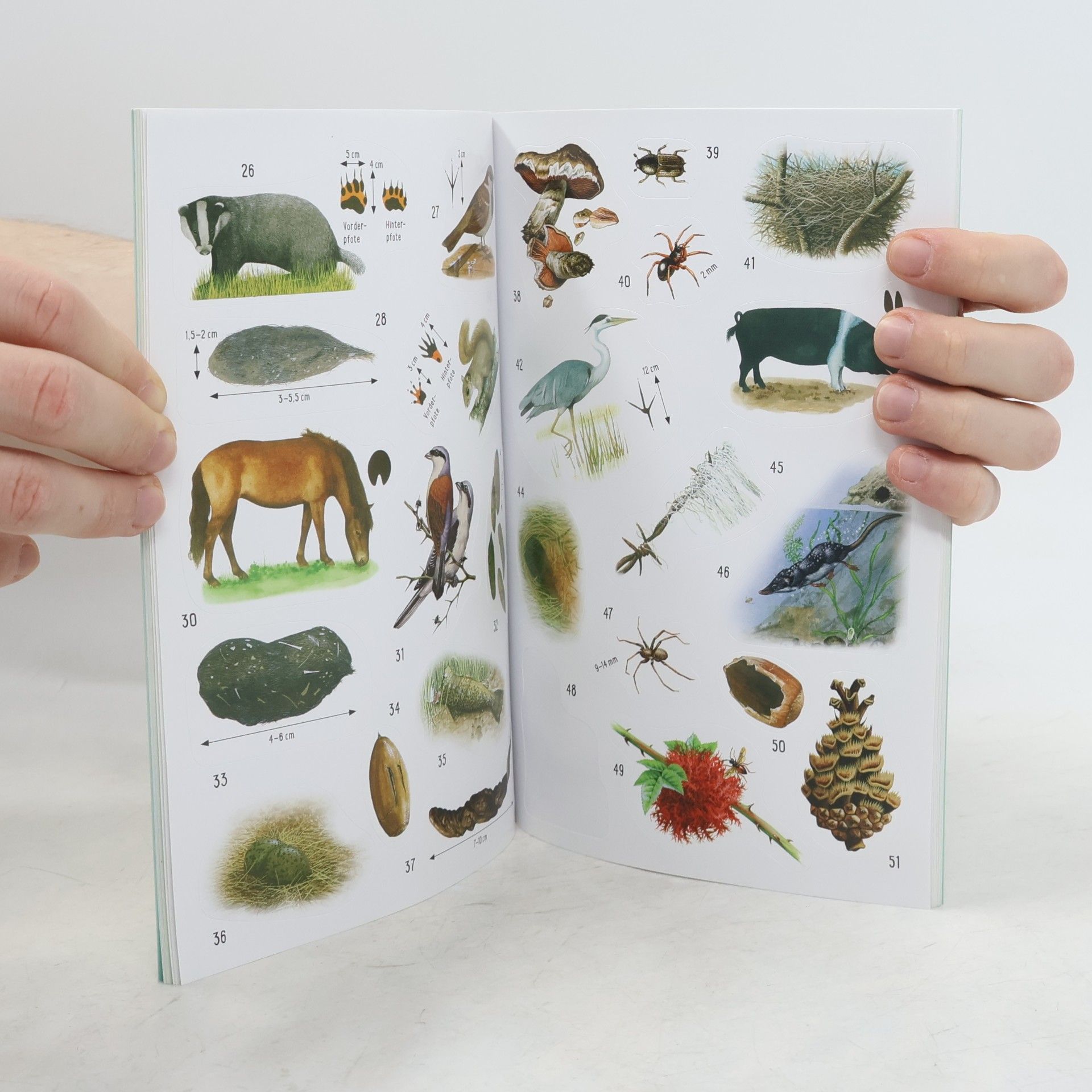 Alfred Leutscher Sticker-Wissen Natur: Tierspuren