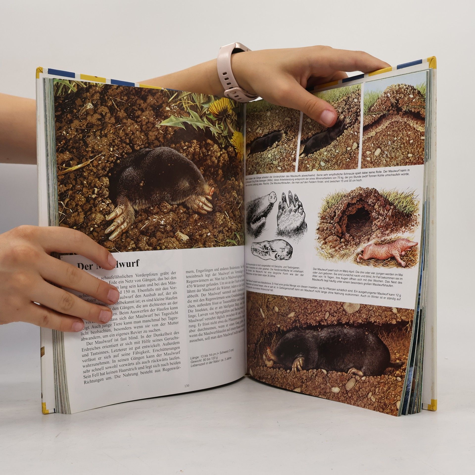 Michel Cuisin Mein großer Tieratlas von A - Z