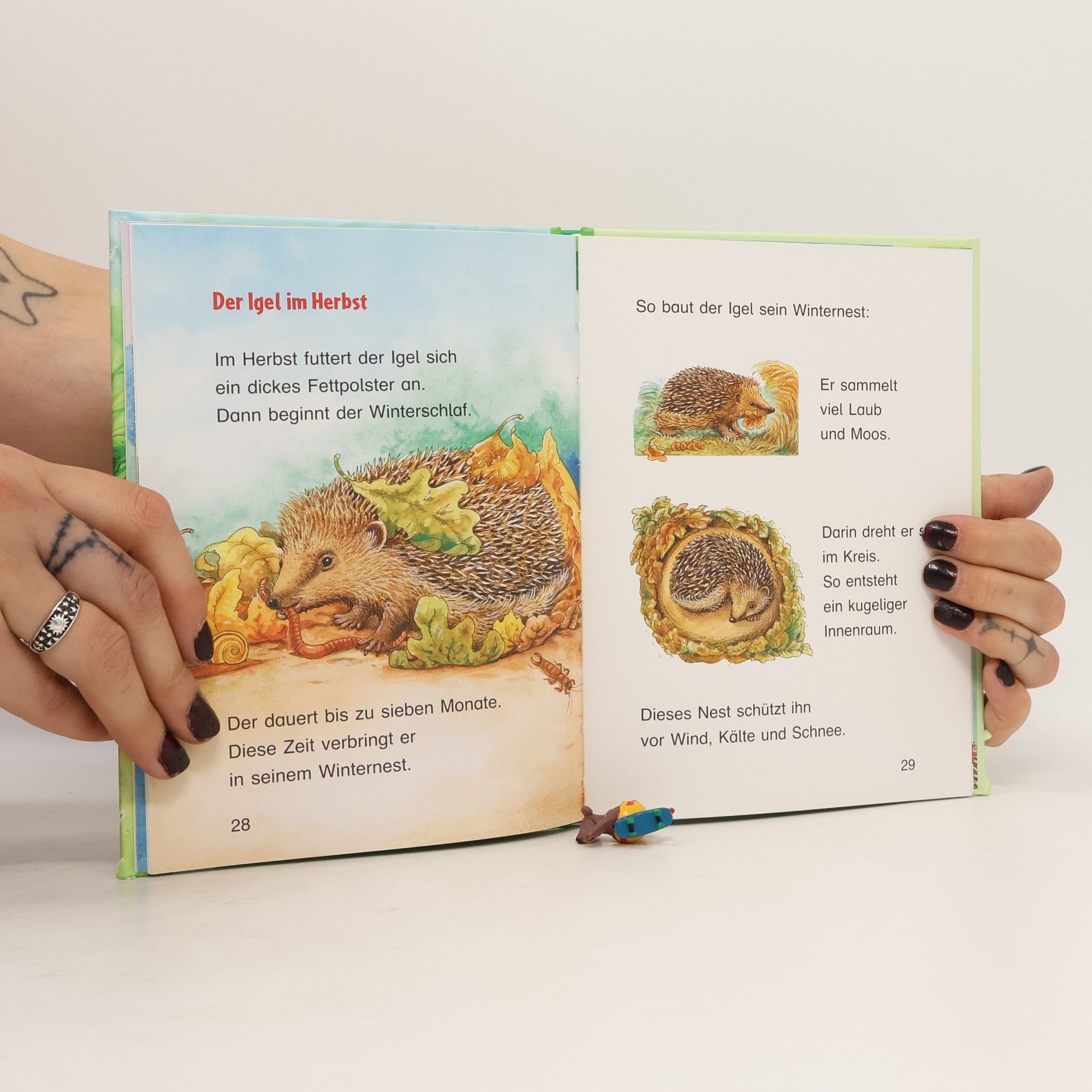 Friederun Reichenstetter So leben die Tiere - der Igel