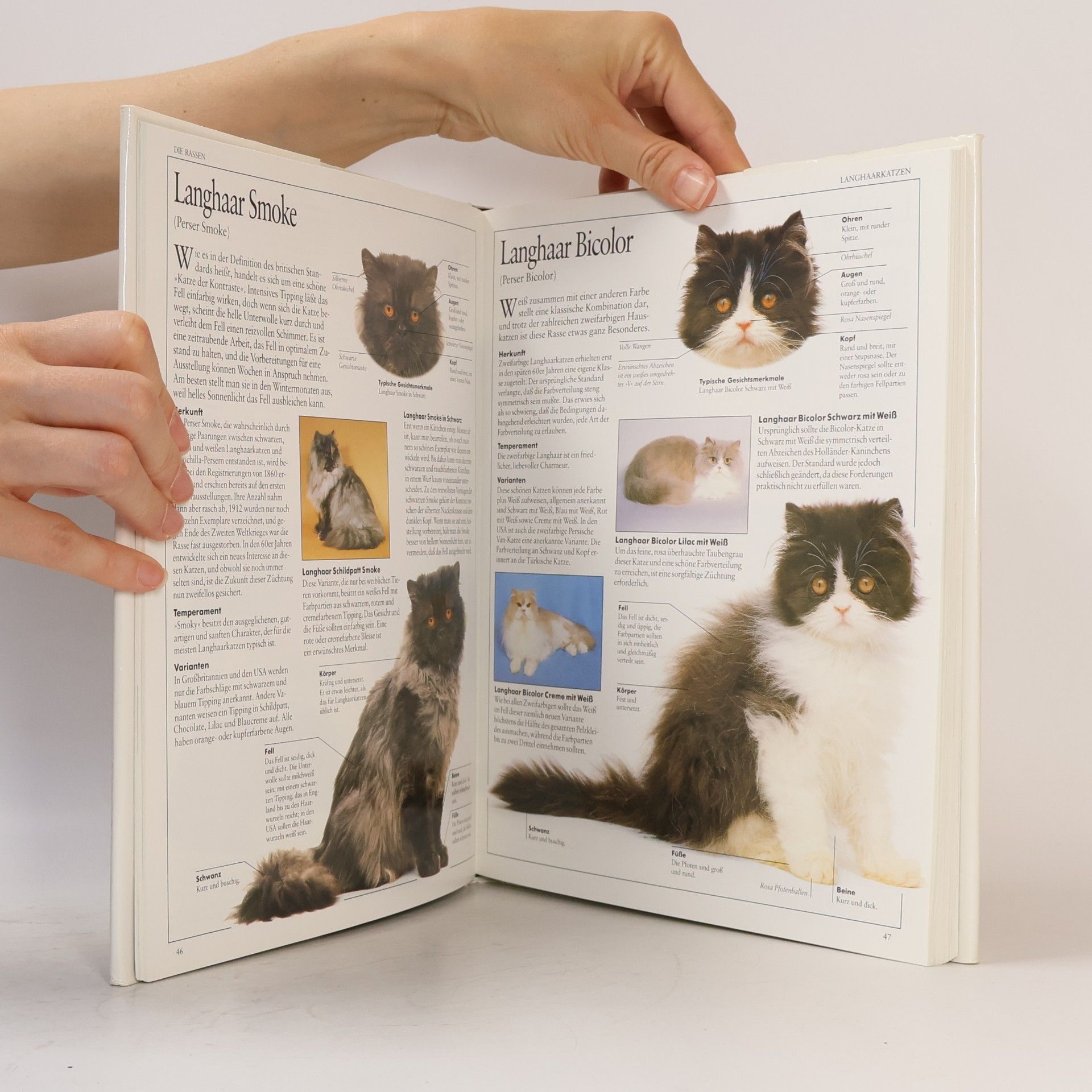 David Conrad Taylor Das Grosse Katzenbuch