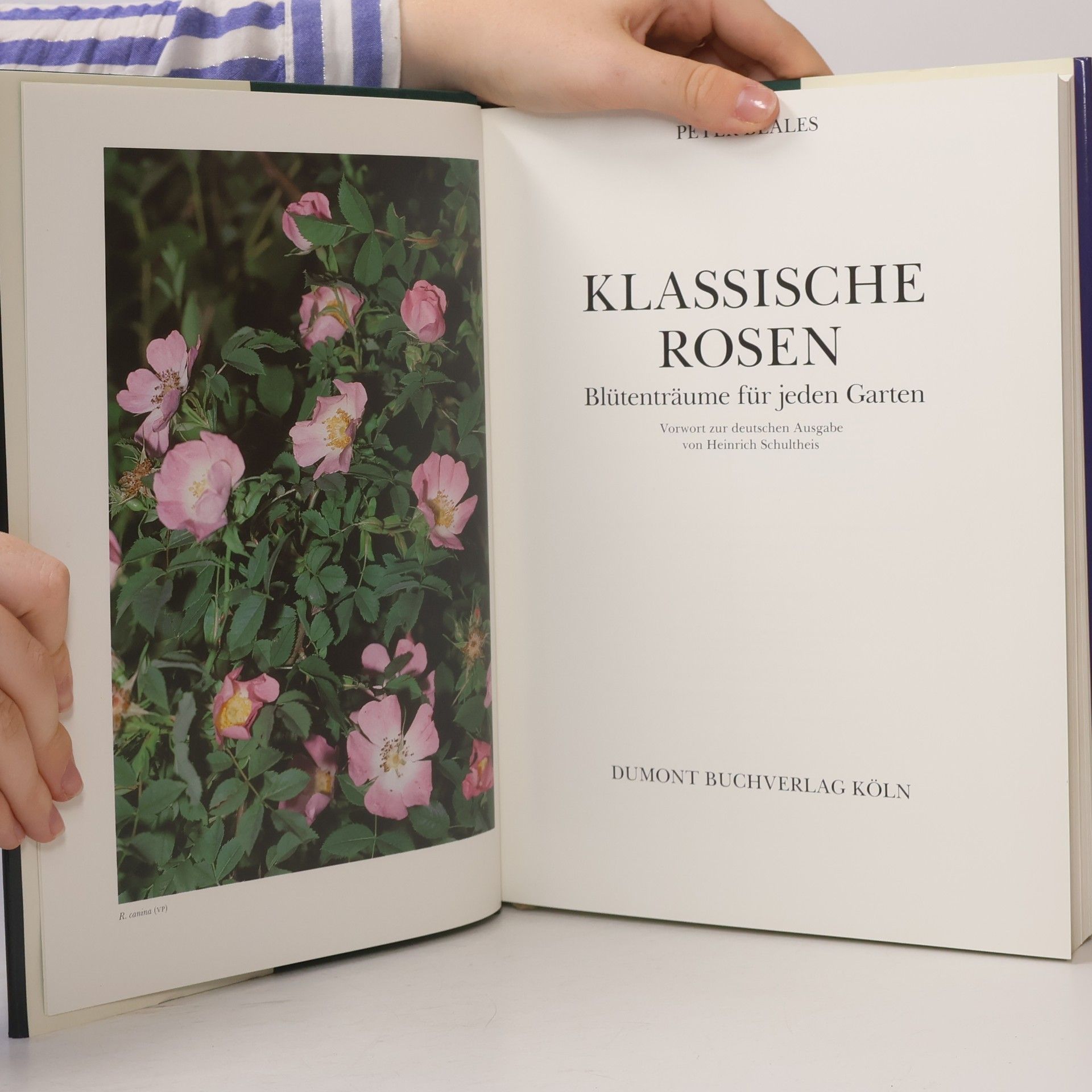 Peter Beales Klassische Rosen