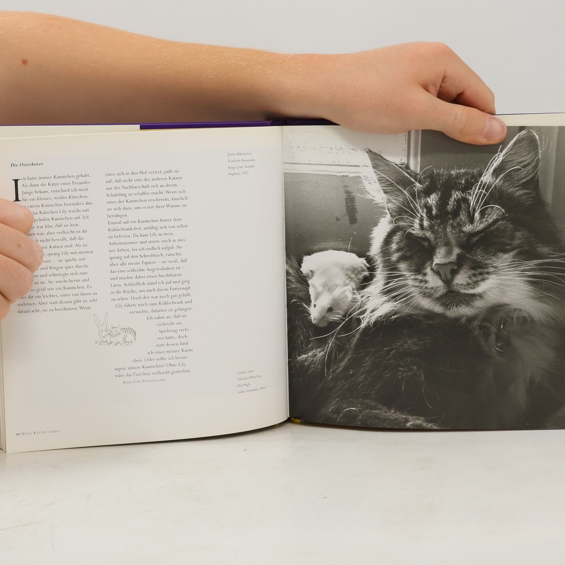 Jane Martin Wenn Katzen lieben