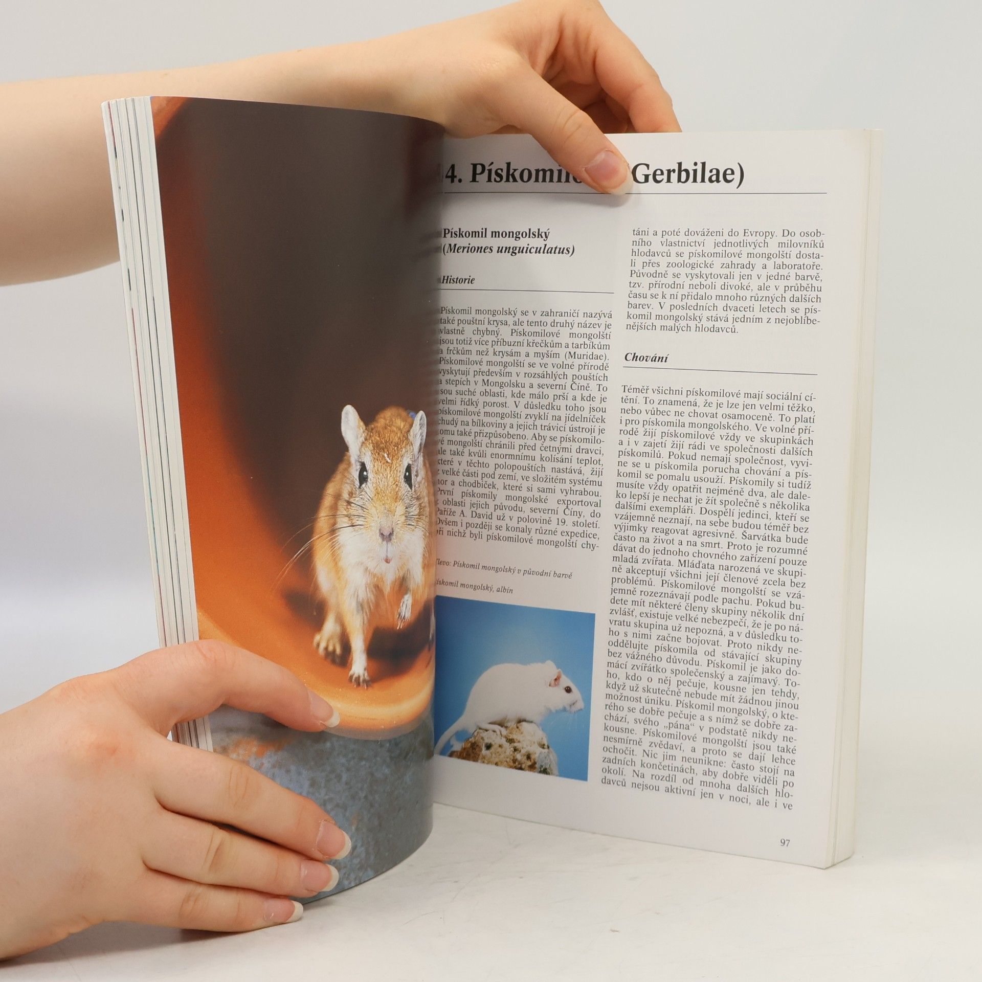 Esther Verhoef Králíci a hlodavci: Praktická encyklopedie