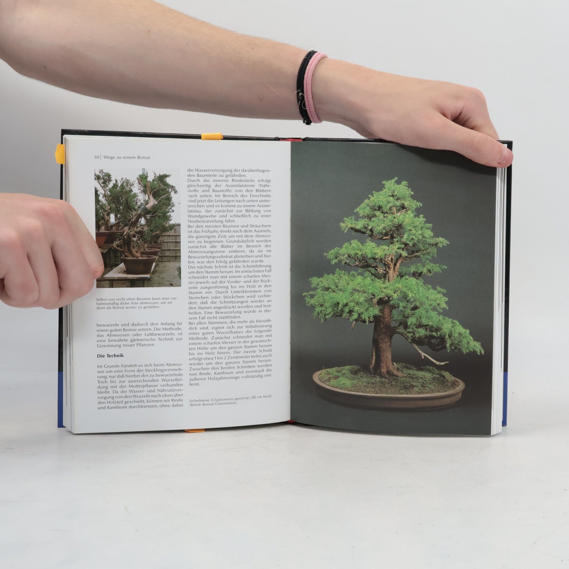 Horst Stahl Bonsai