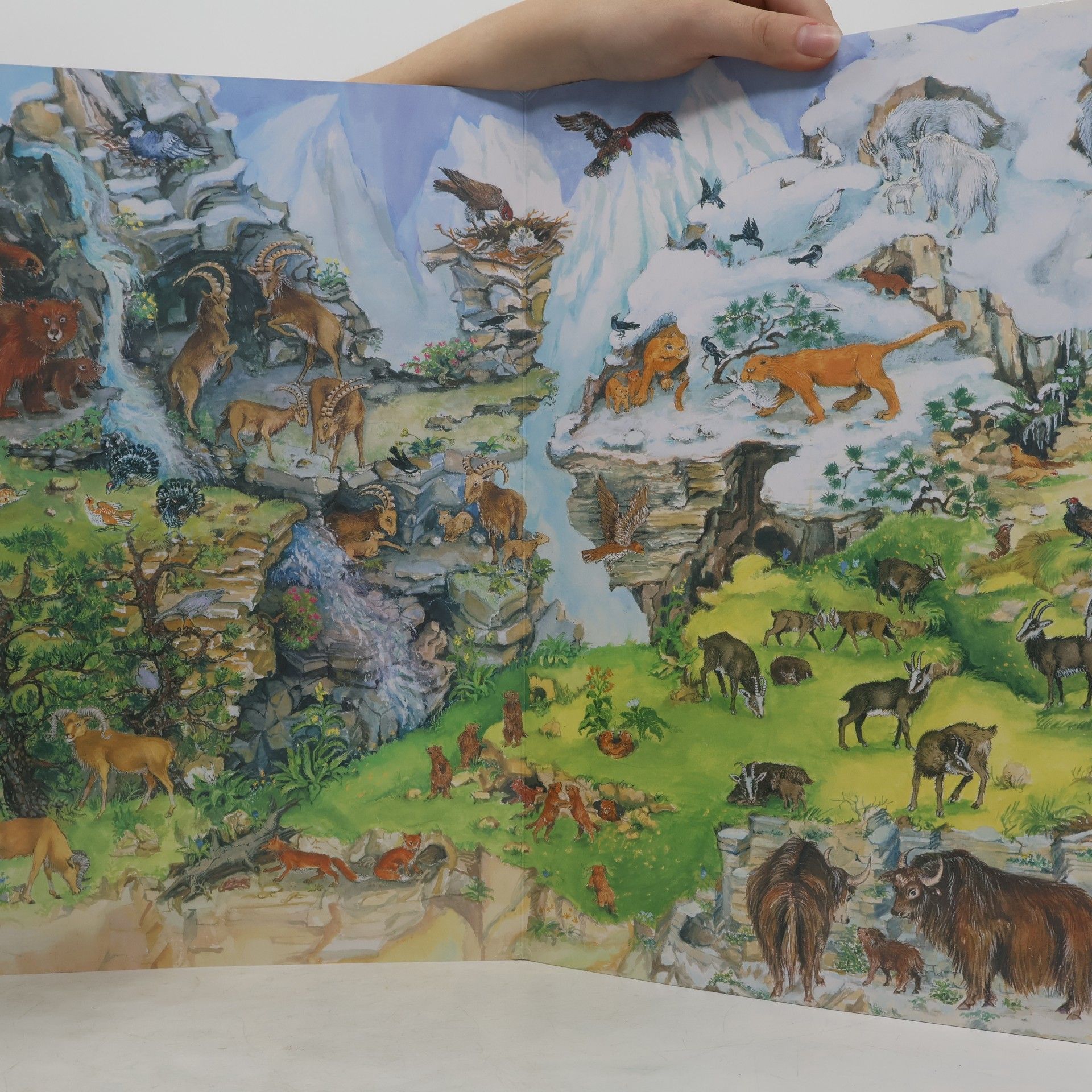 Anne Suess Mein Tier Wimmelbuch