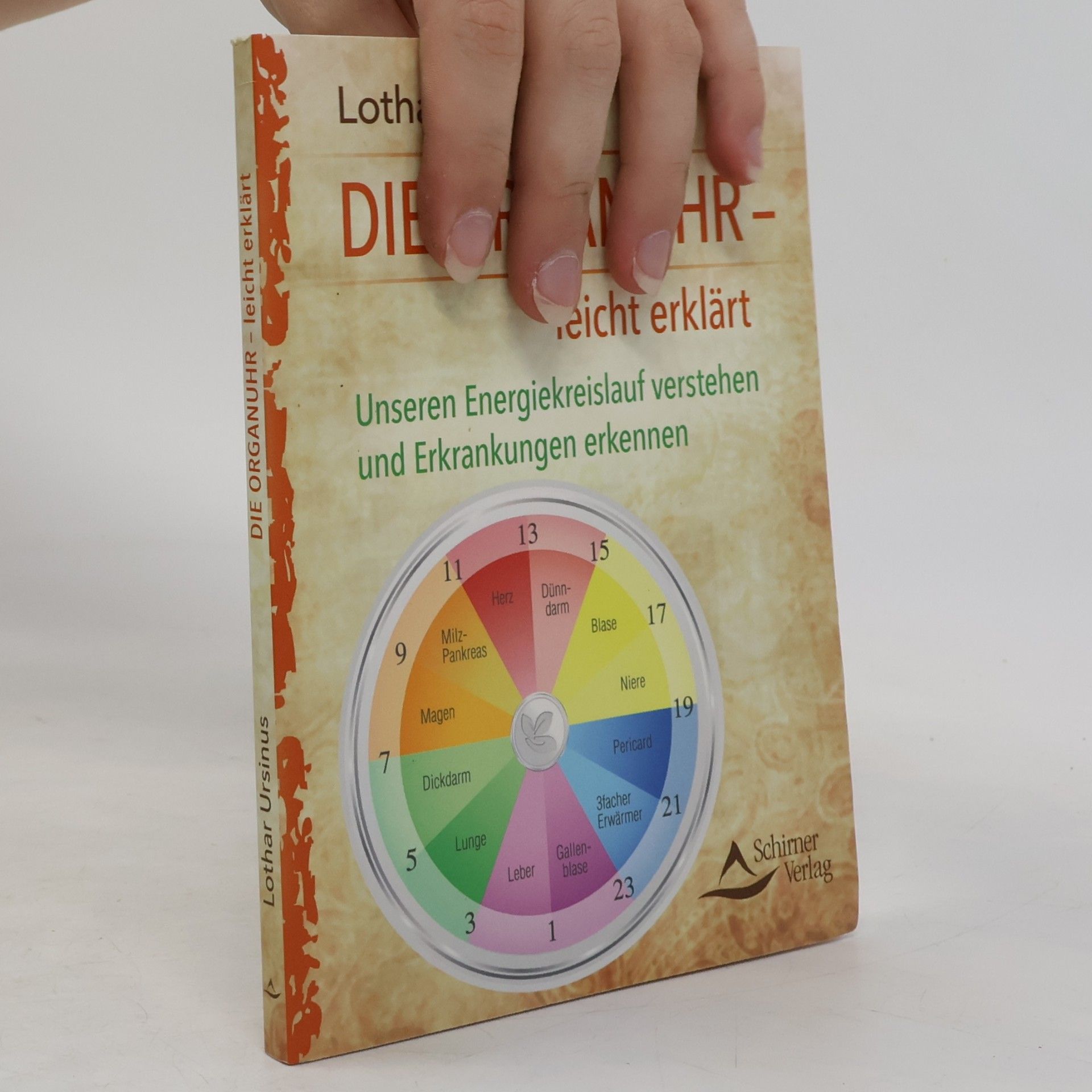 Die Organuhr – leicht erklärt