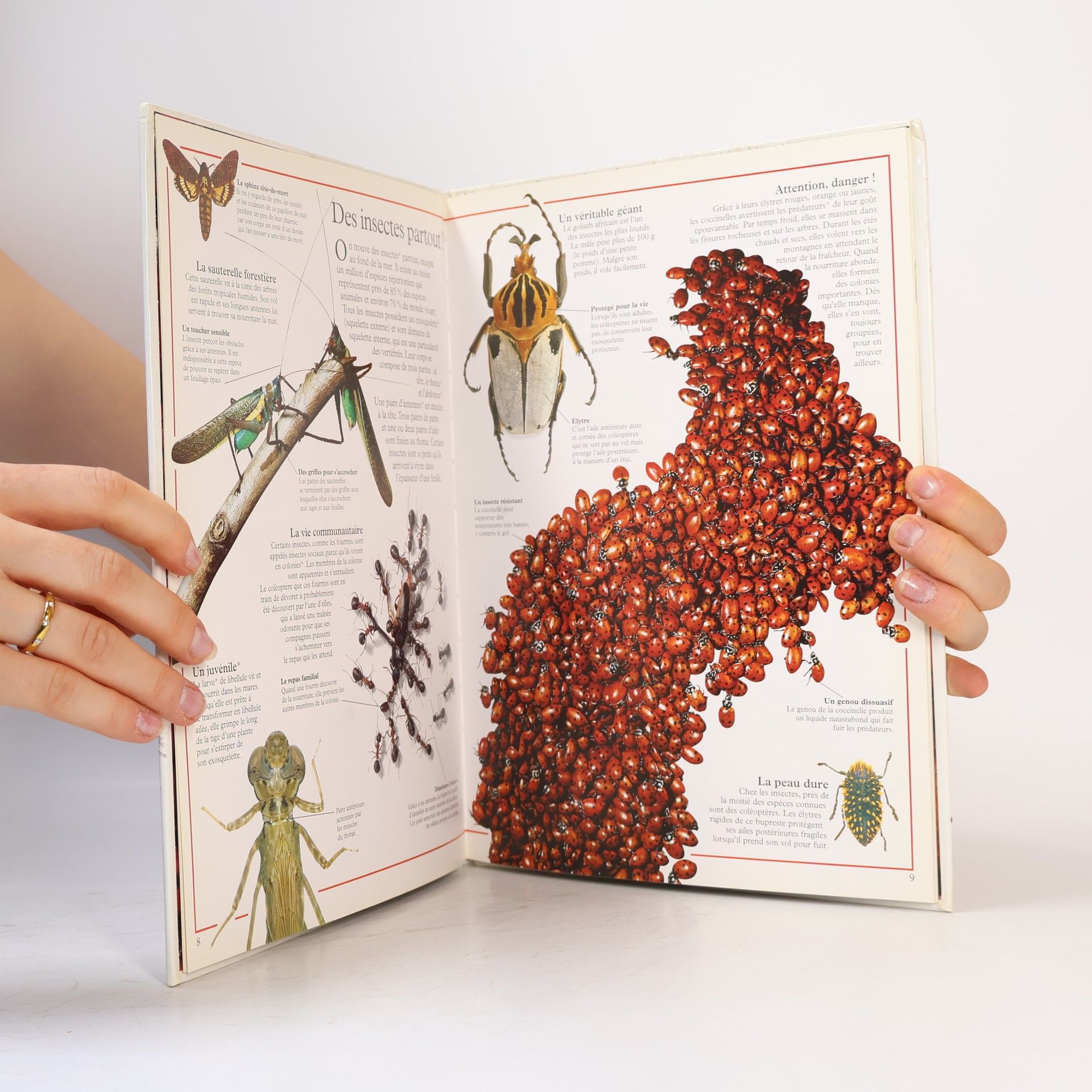 Miranda MacQuitty Au Cœur du Savoir: Fabuleux insectes