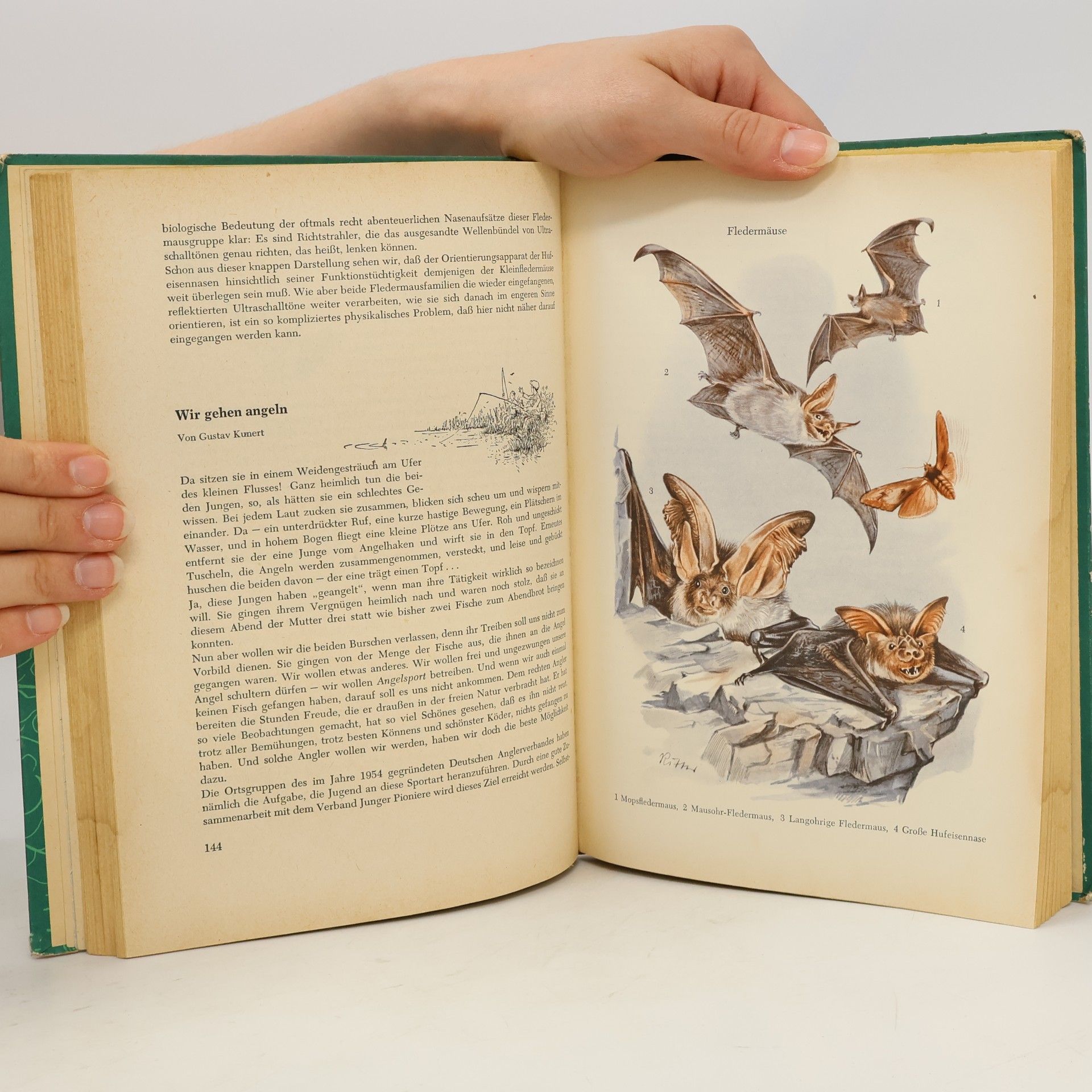 Autorenkollektiv Der Junge Naturforscher 4