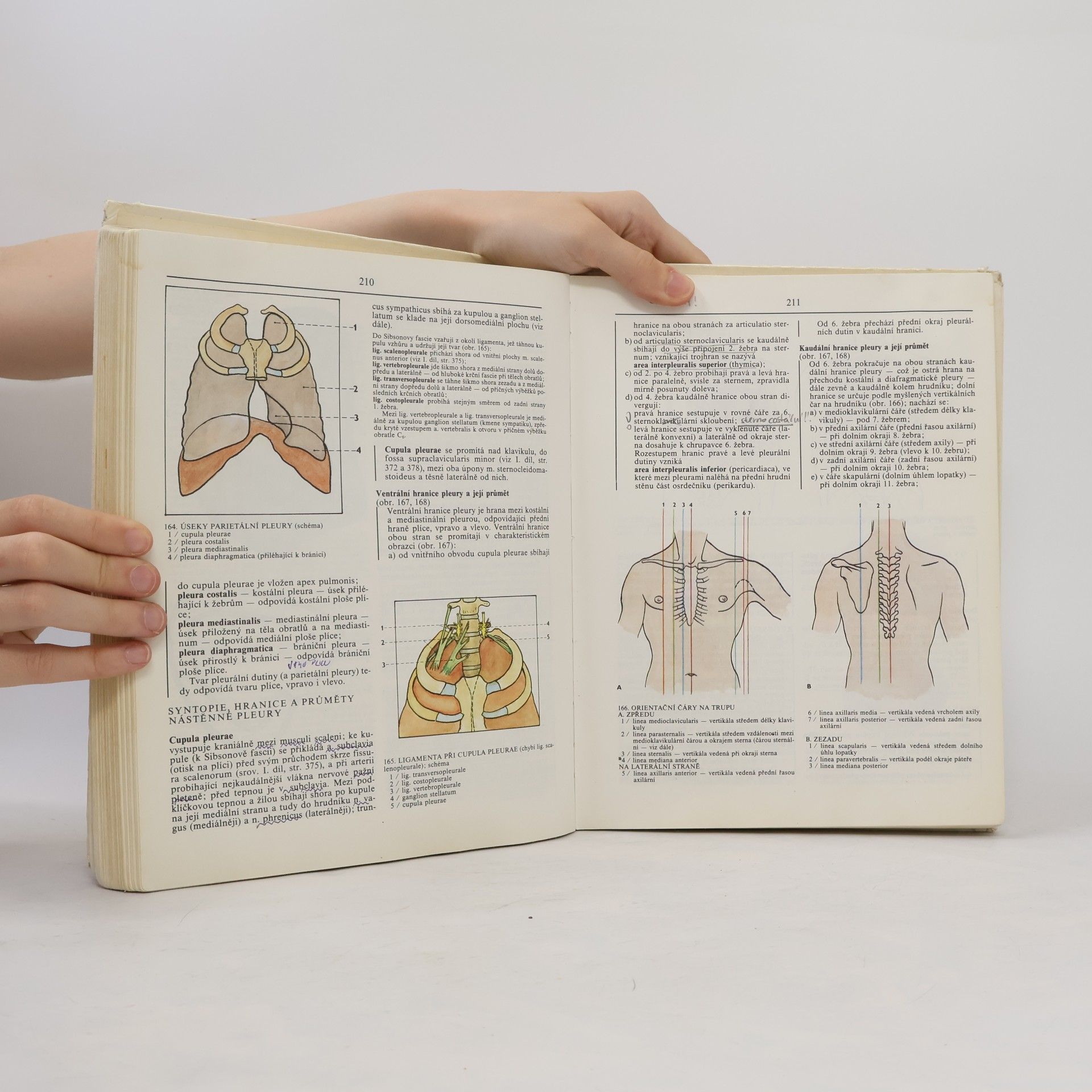 Radomír Čihák Anatomie 2