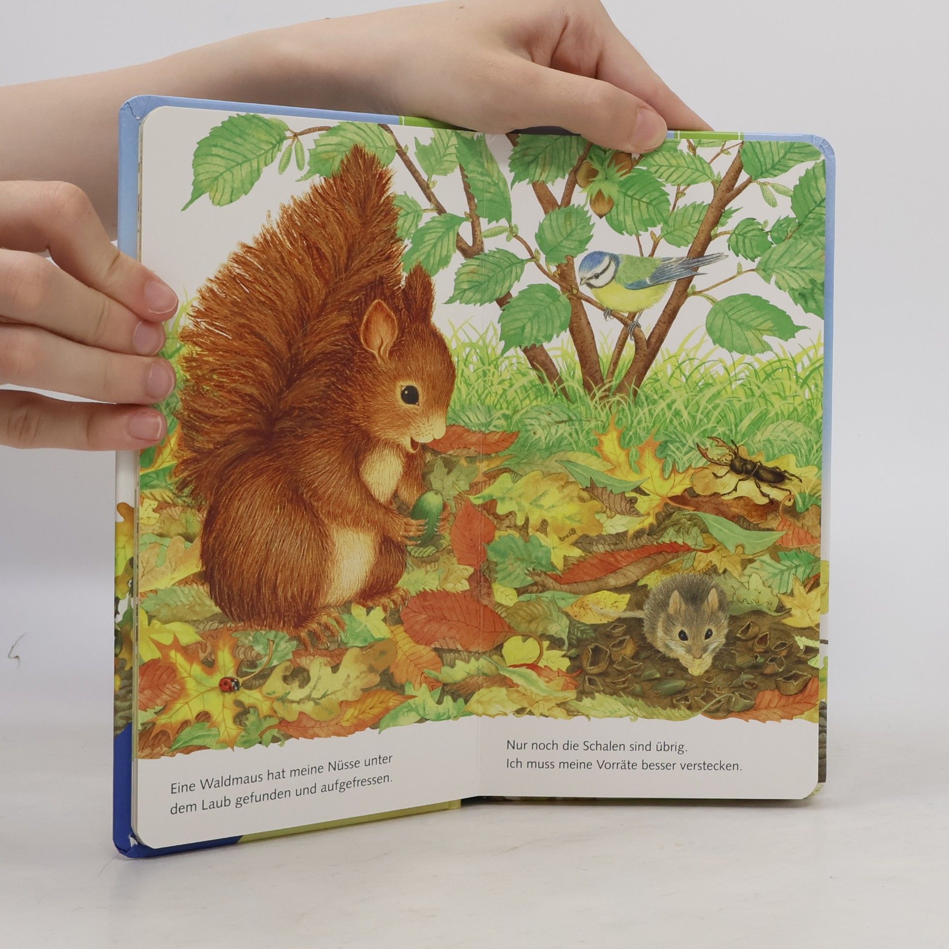 Amrei Fechner Ich bin das kleine Eichhörnchen