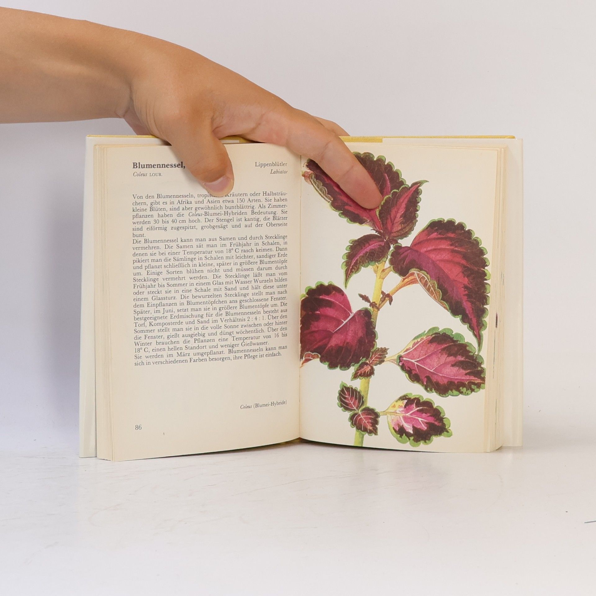 Jaroslav Oplt Taschenatlas der Zimmerpflanzen