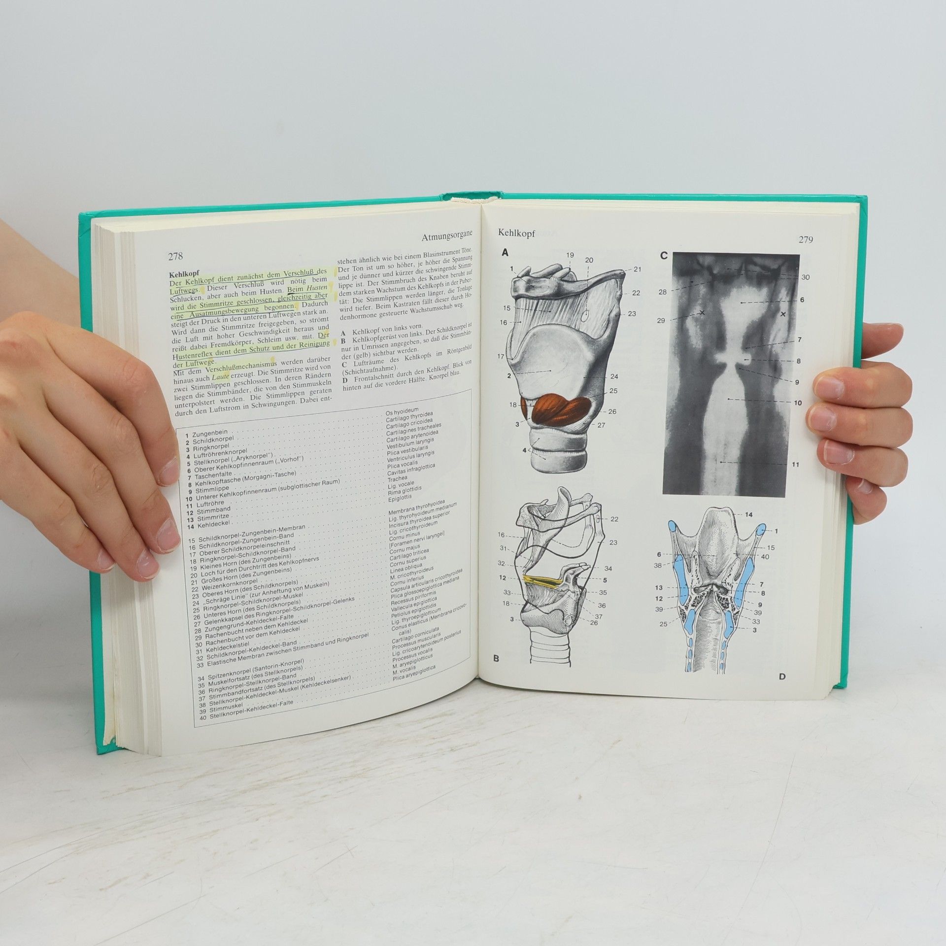 Herbert Lippert Anatomie