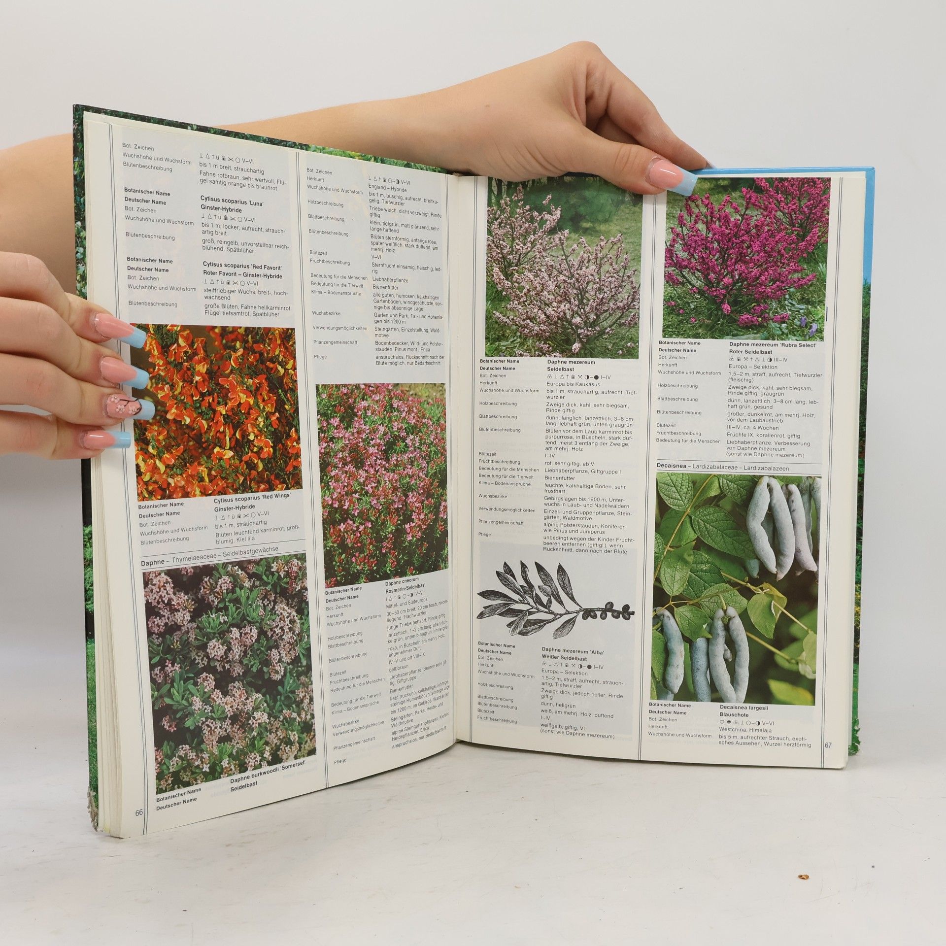 Autorenkollektiv Kreuzers Gartenpflanzen-Lexikon 1