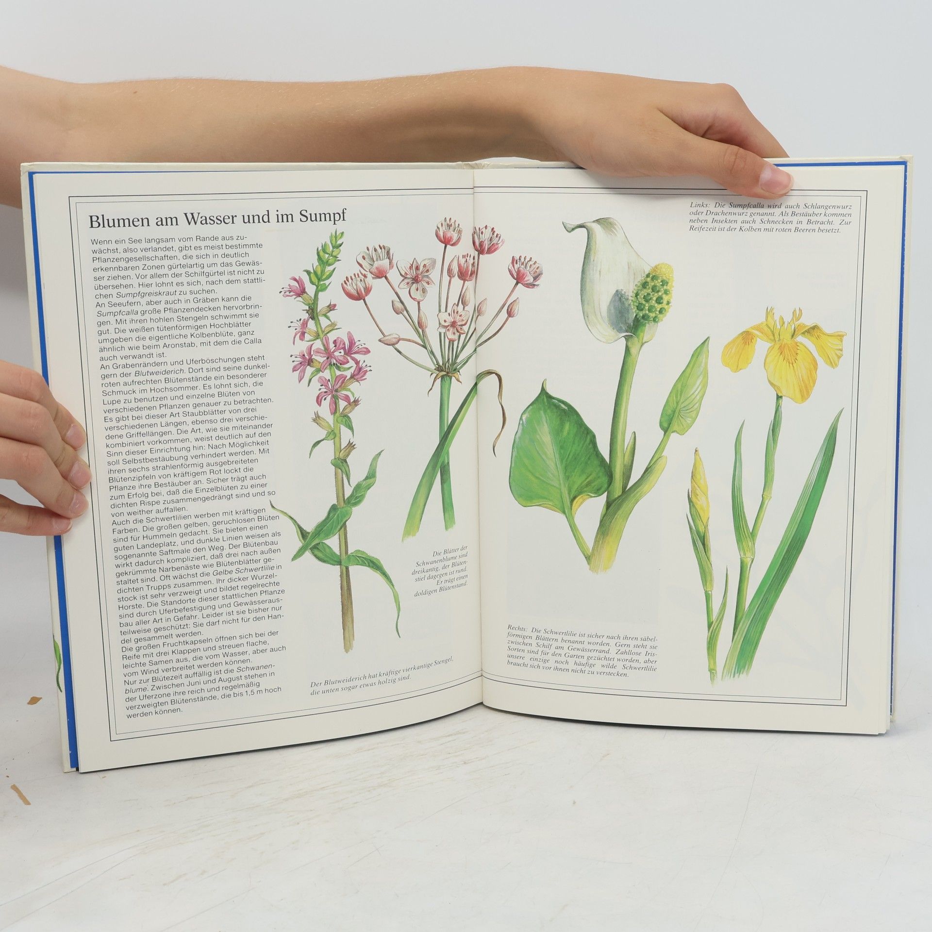 Andreas Zeugner Wilde Blumen 26